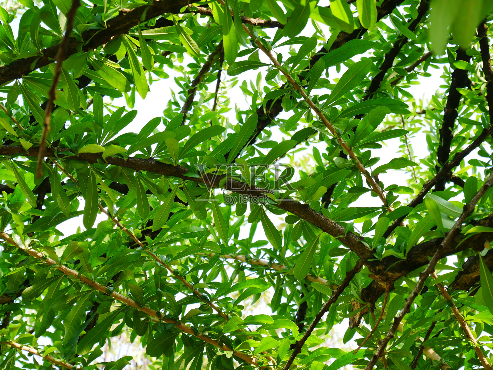 卡拉巴什树， 新月照片摄影图片