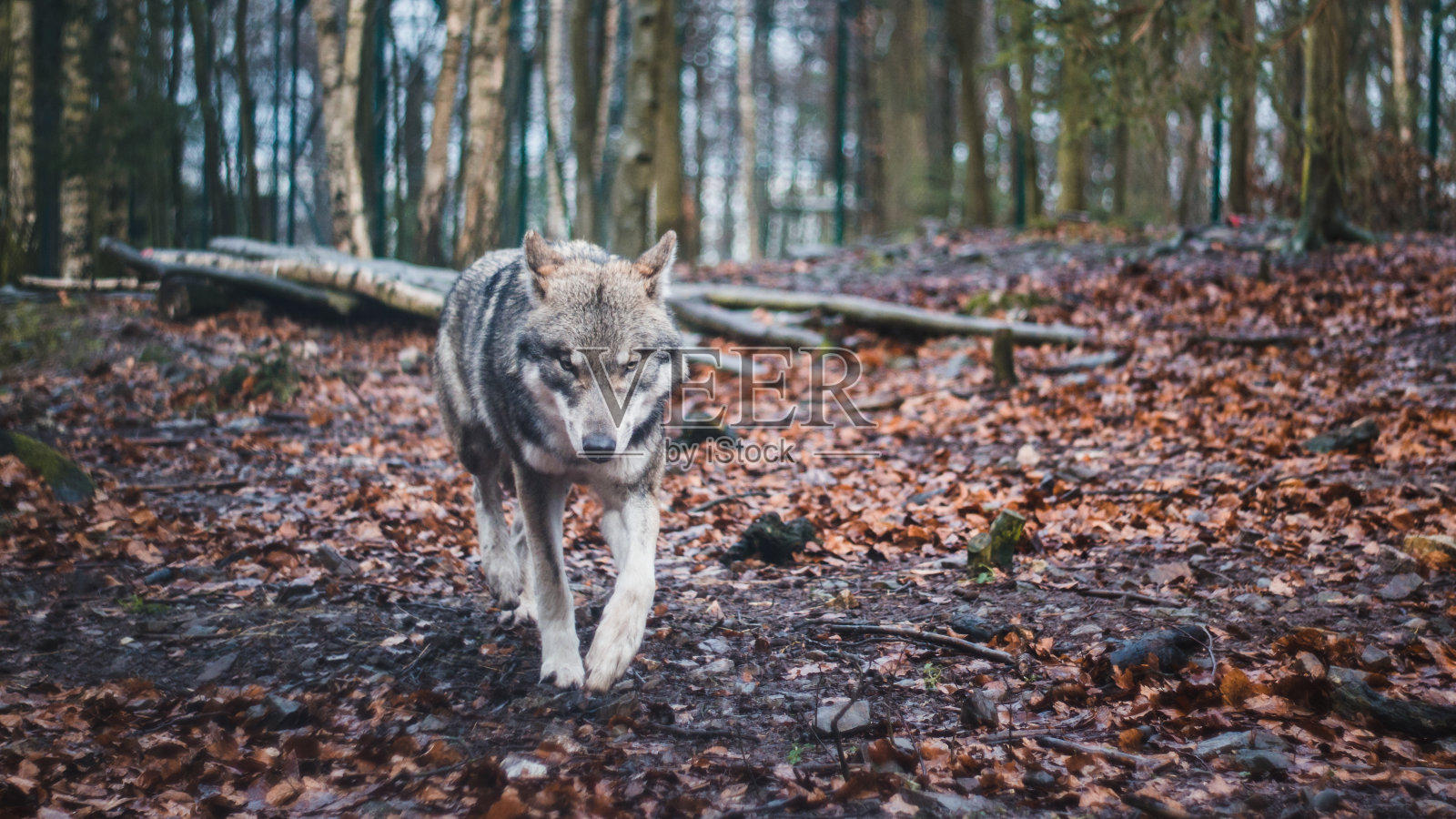 灰太狼在德国泰利的树林里。照片摄影图片