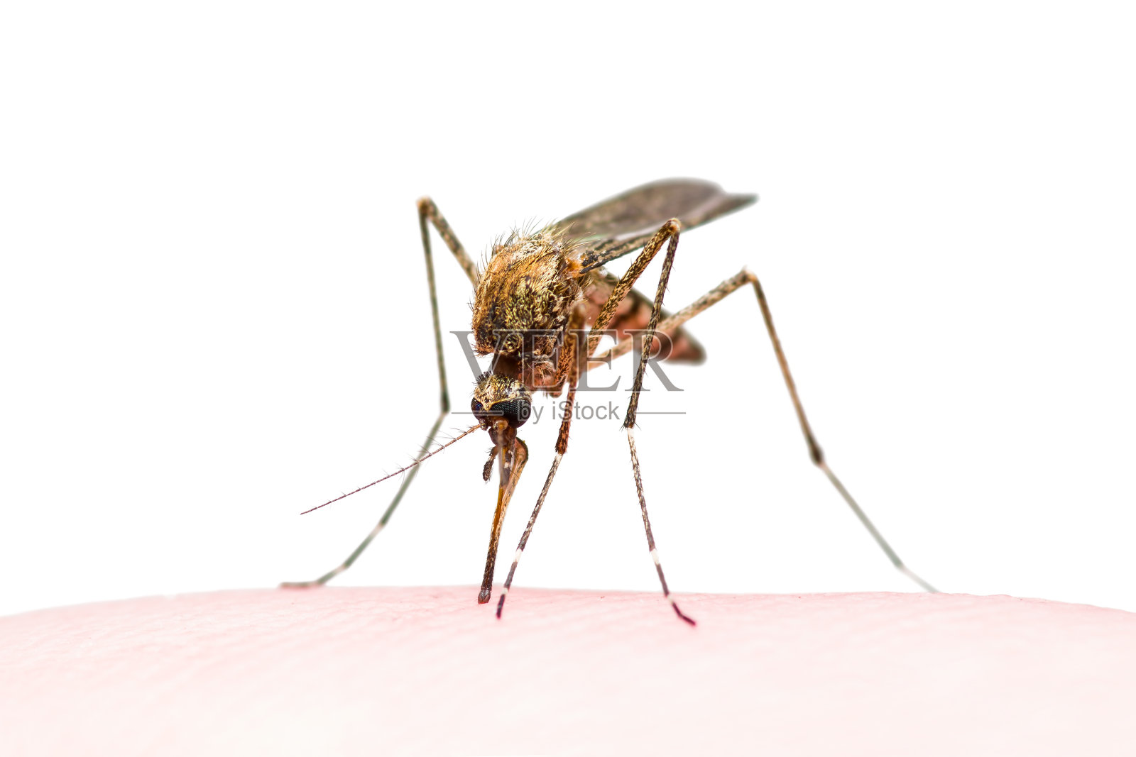 受黄热病、疟疾或寨卡病毒感染的蚊虫叮咬在白色上分离照片摄影图片