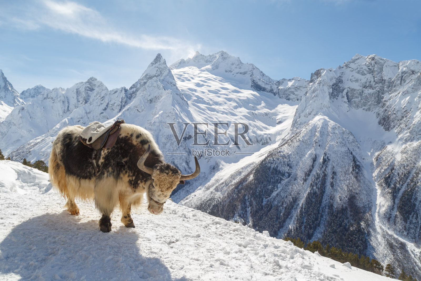 在一个阳光明媚的冬日里，波光粼粼的牦牛站在白垩纪山脉的山腰上照片摄影图片
