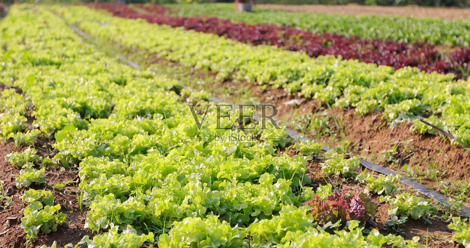 蔬菜有机和水培蔬菜卷心菜生长在一个农民的田地里照片摄影图片
