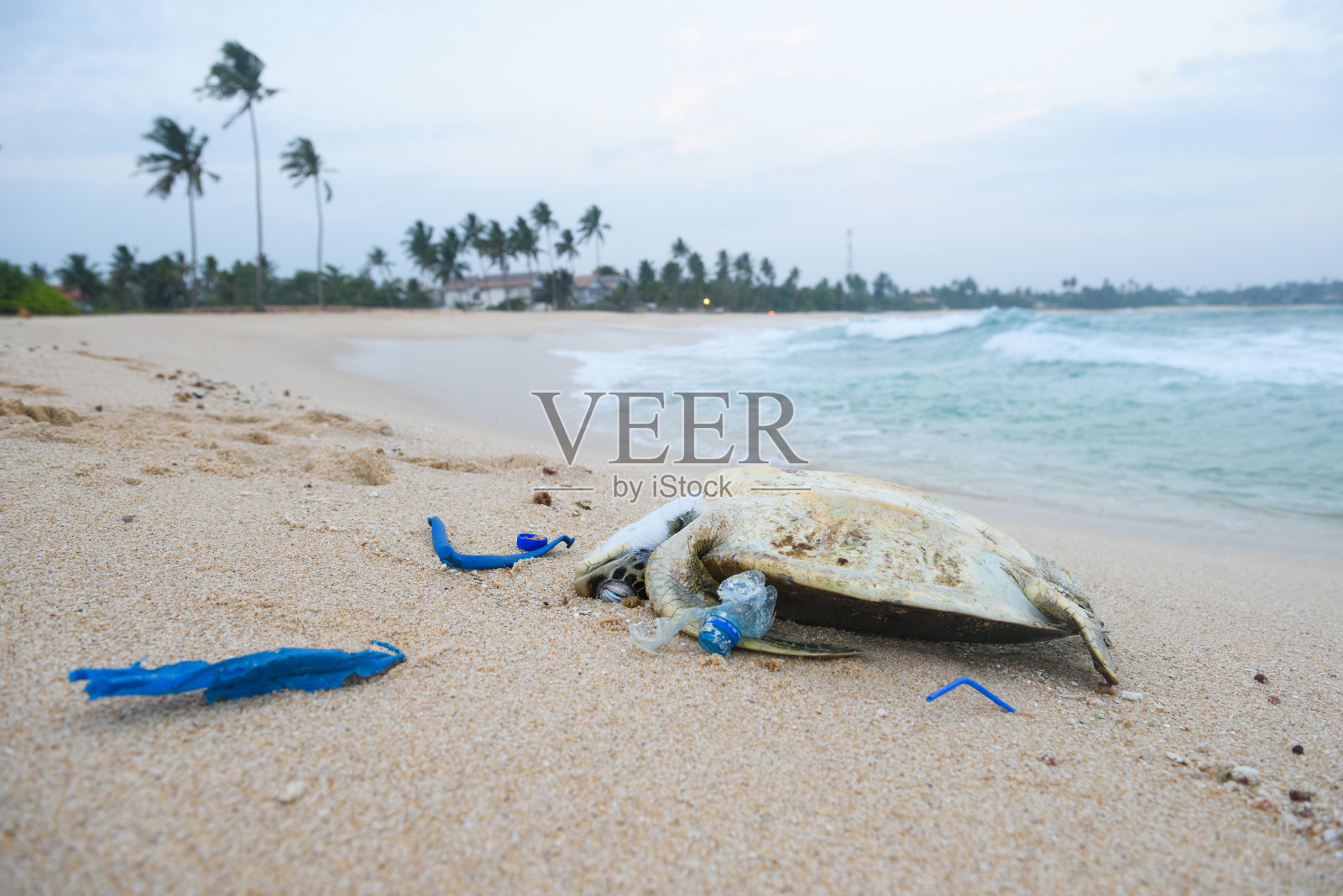 死海龟在海洋塑料垃圾中照片摄影图片