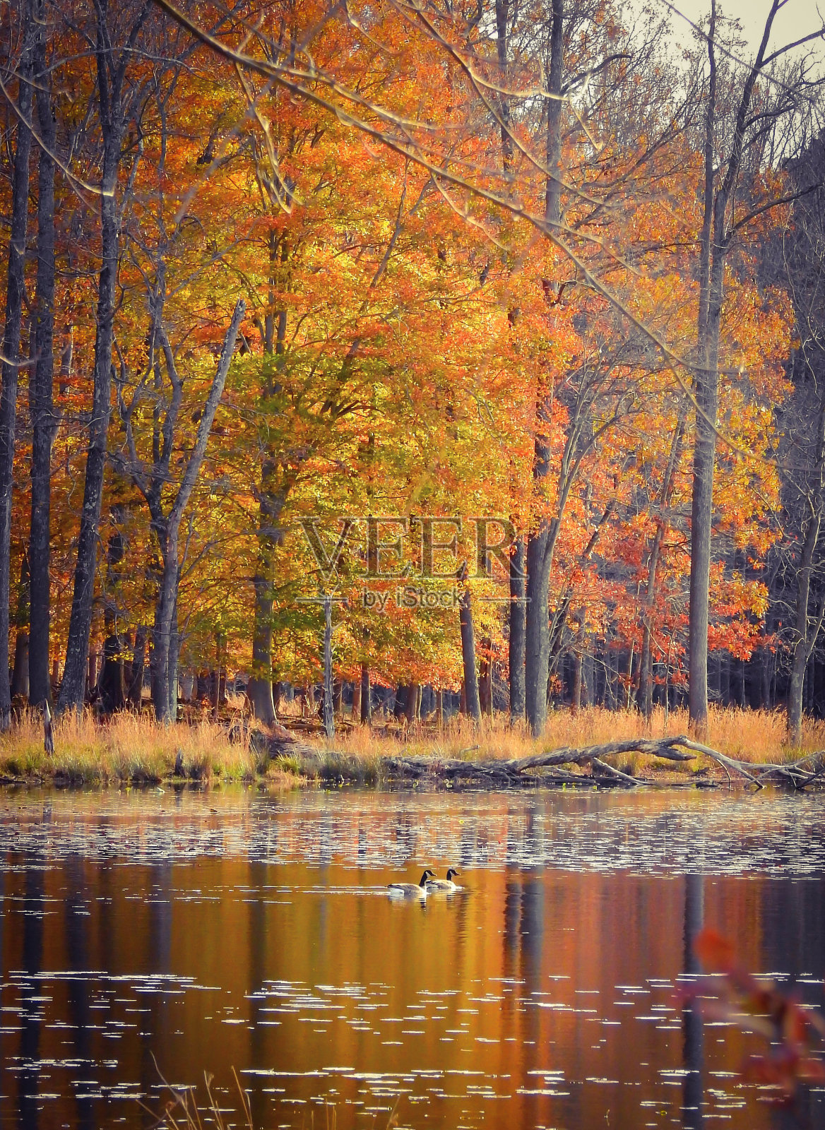 加拿大鹅在充满活力的秋树和倒影的湖中游泳照片摄影图片