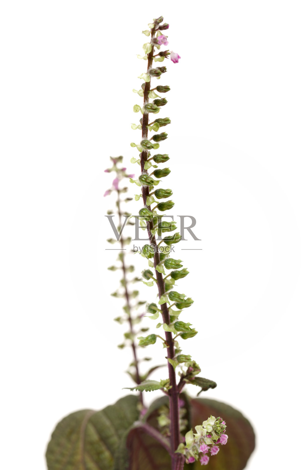 紫苏是用草药种子在传统中草药中分离成白色的背景照片摄影图片