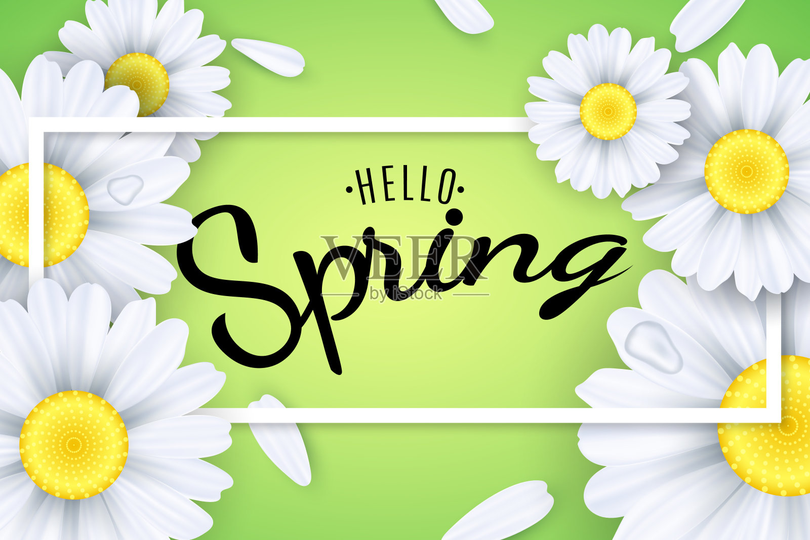 你好,春天。季节性的海报。淡绿色背景上的甘菊花。框架中的文本。落下的花瓣和水滴。矢量插图。每股收益10插画图片素材