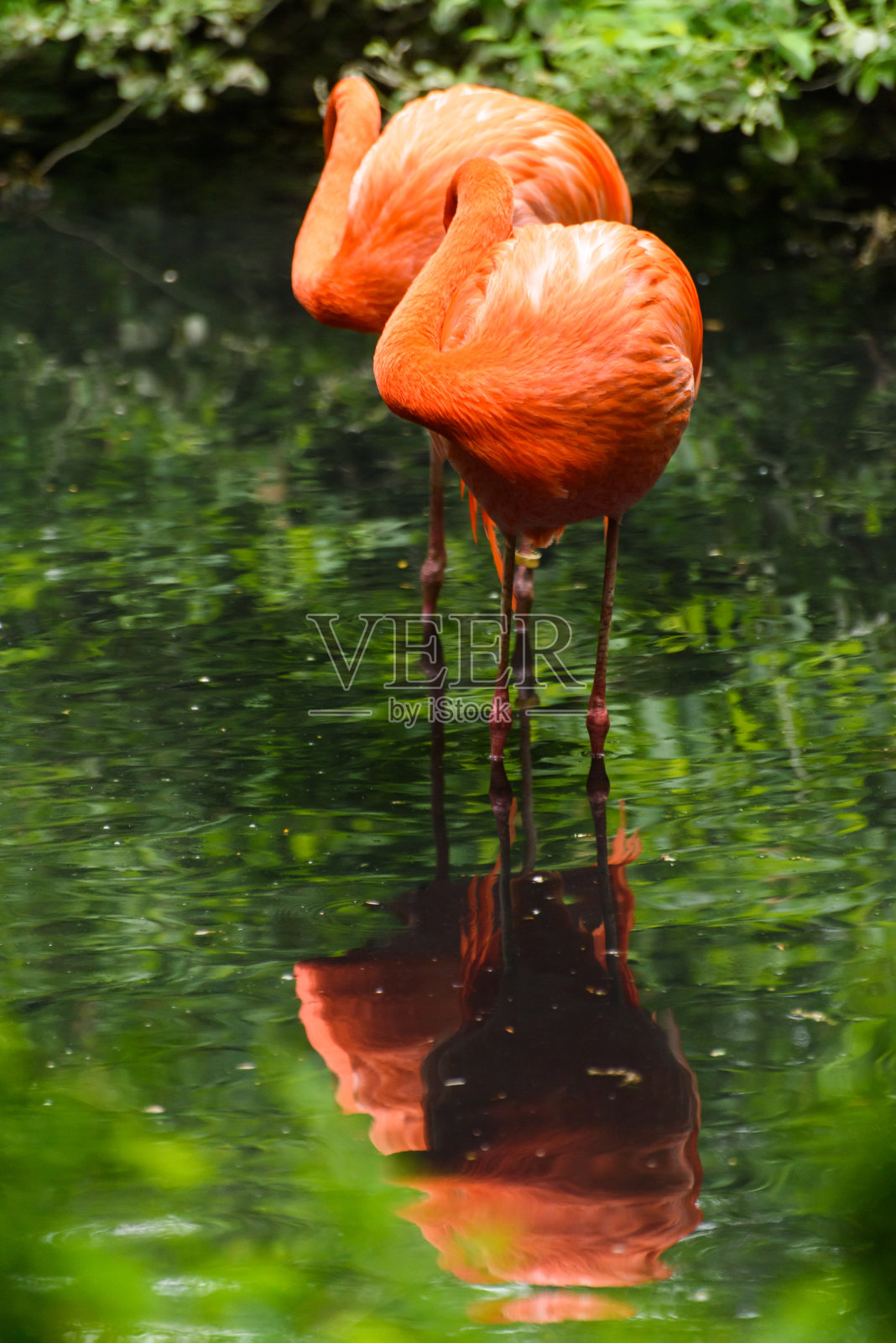 自然环境中的红火烈鸟照片摄影图片
