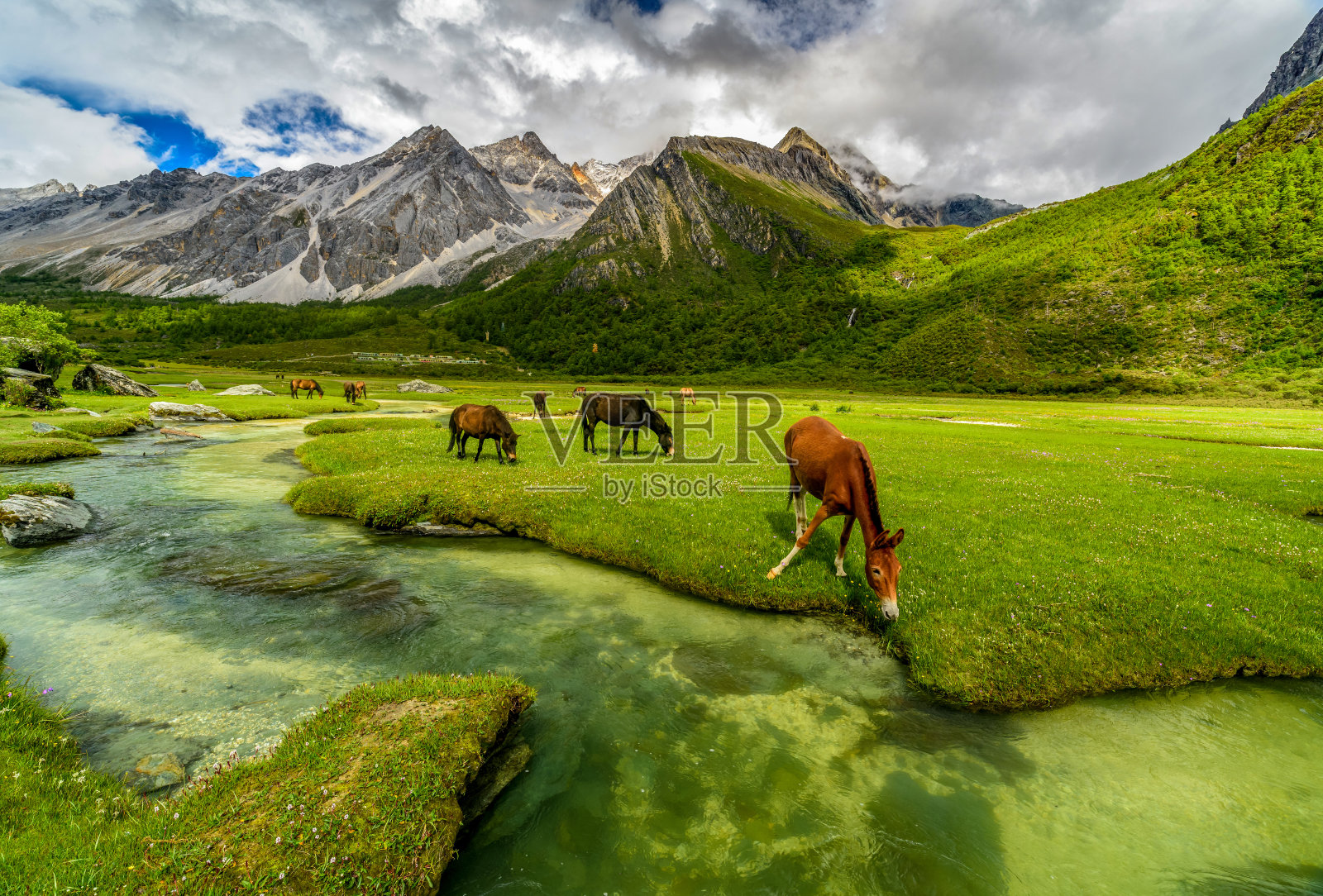 马在绿色的草地上，背景是宁静的乡村风景。山脚下的村庄。白雪覆盖着高高的山峰。照片摄影图片