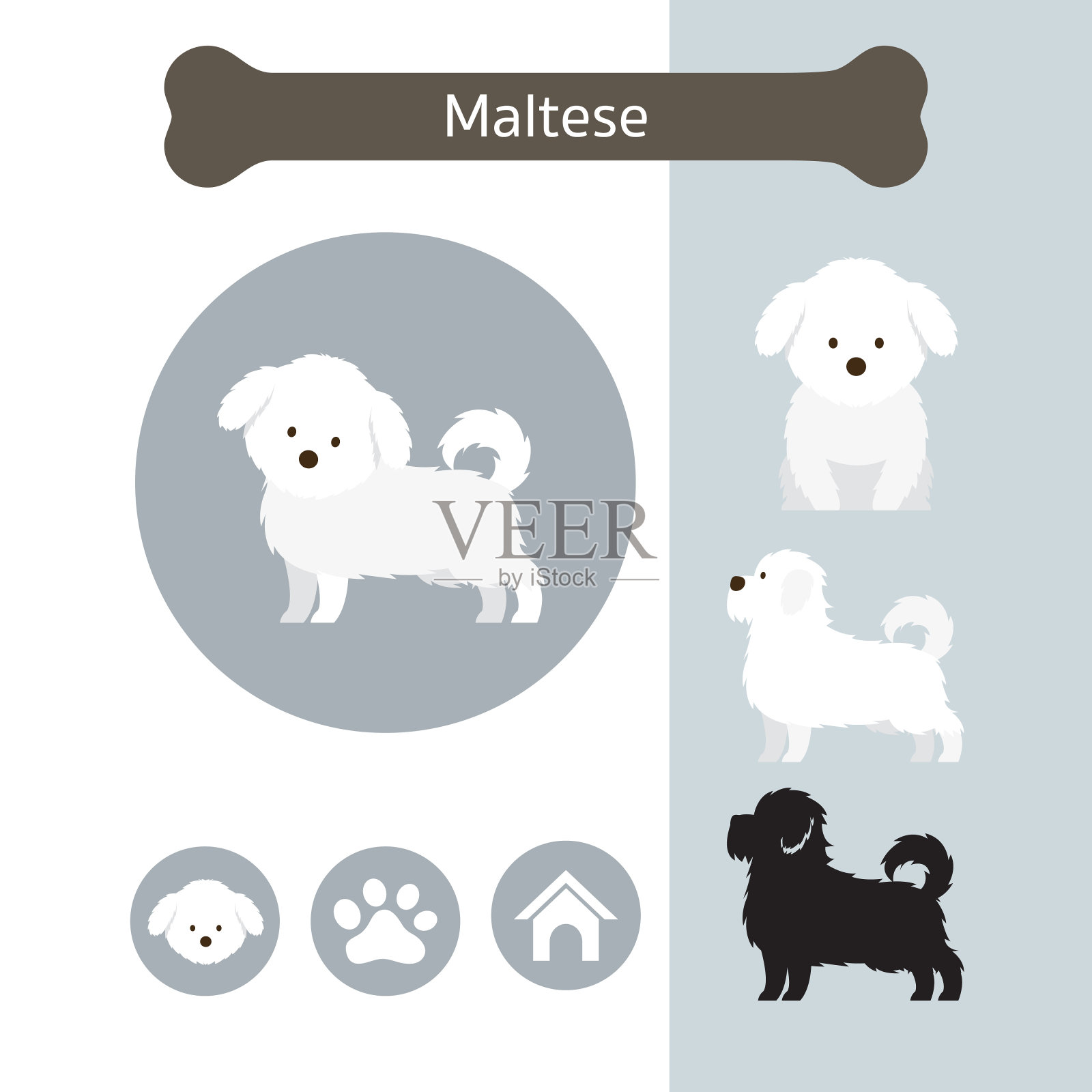 马耳他犬种信息图表插画图片素材
