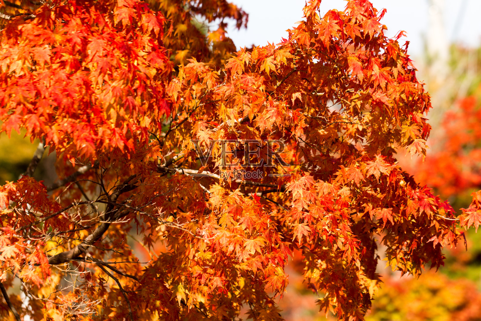 秋叶，在日本照片摄影图片