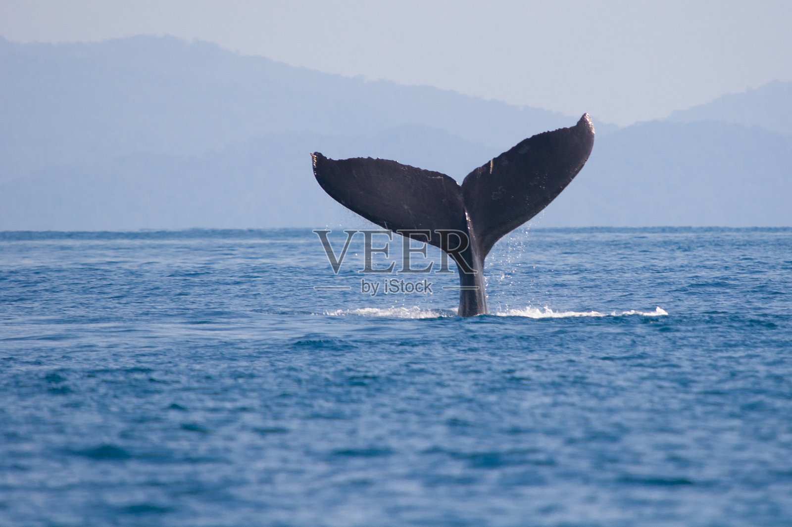 在哥斯达黎加的鲸鱼鳍(座头鲸)野生动物照片摄影图片