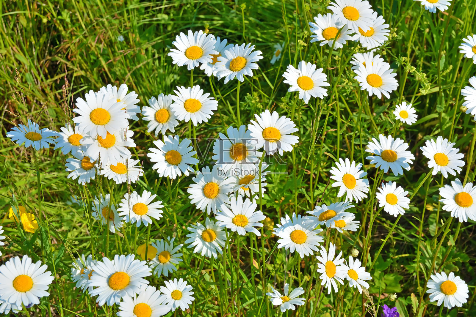 一片盛开的白色雏菊的田野照片摄影图片