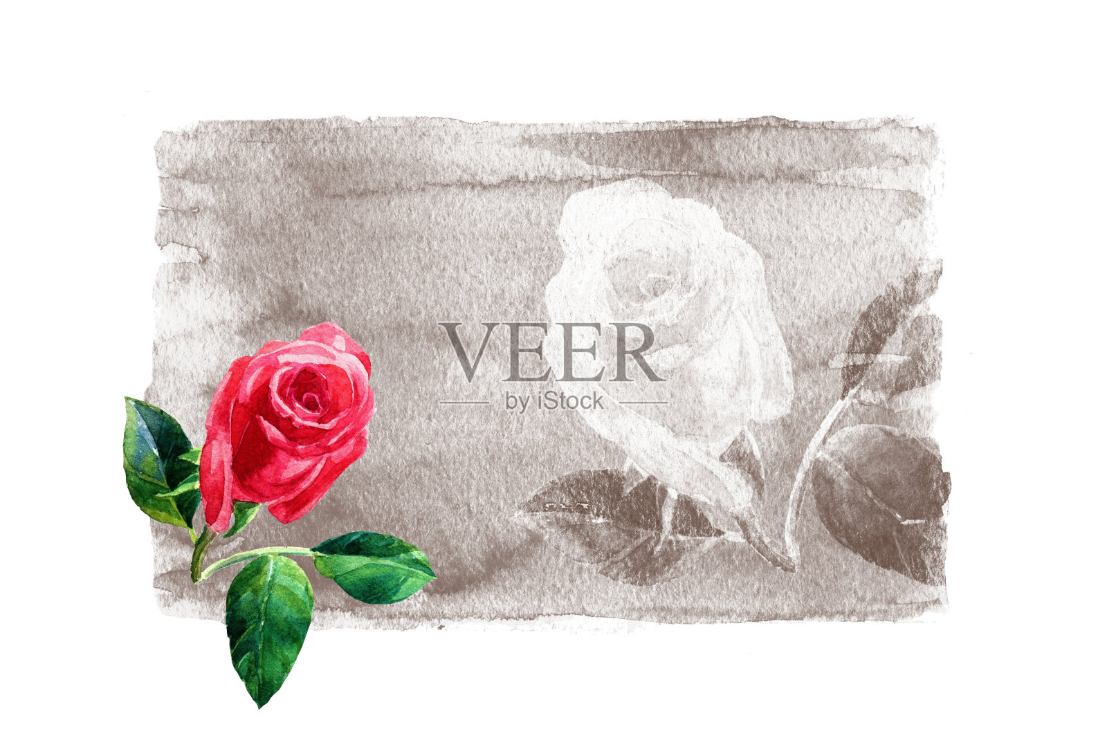 框架红玫瑰水彩孤立在白色背景。插画图片素材