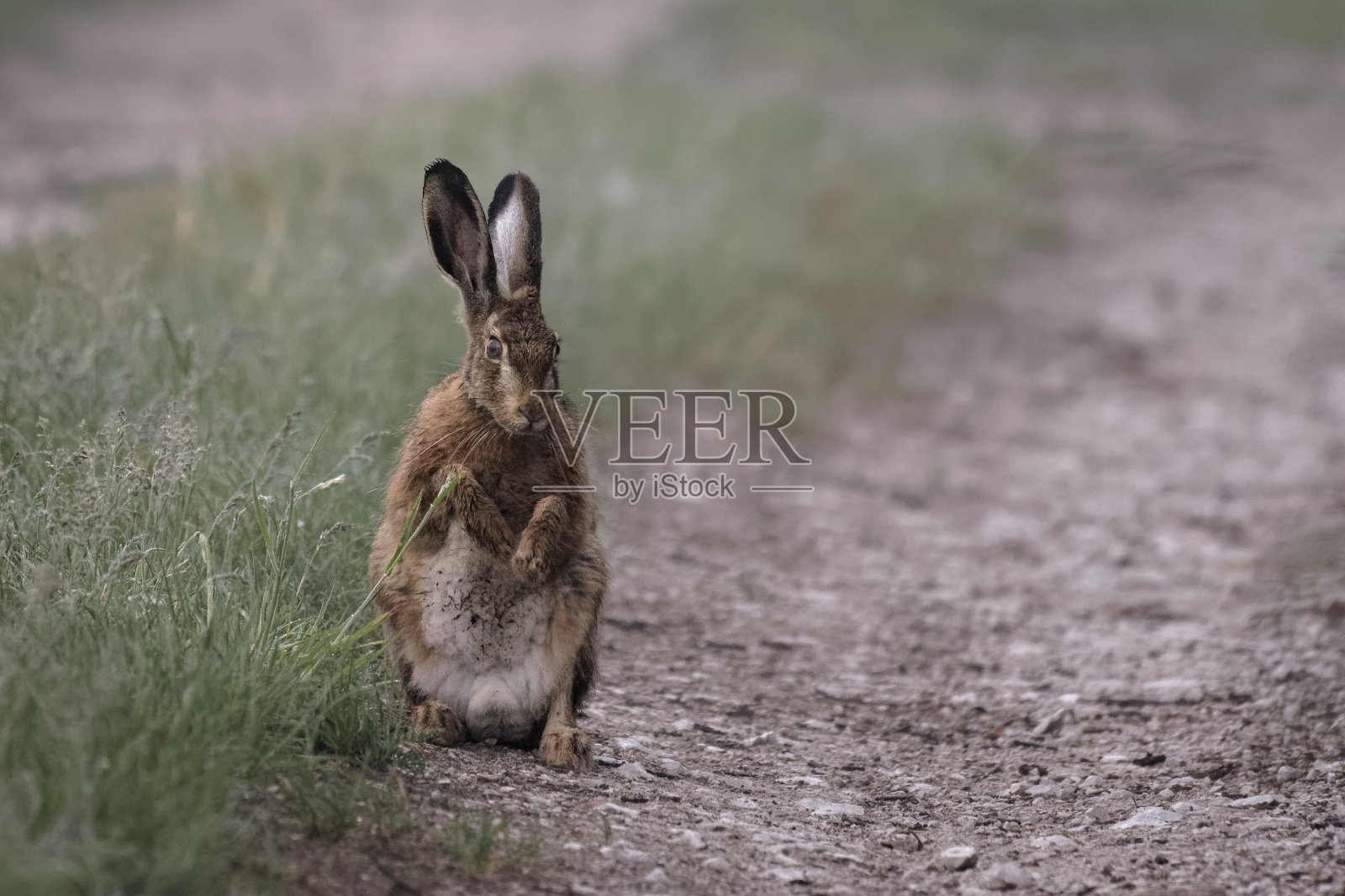 坐在田野里的欧洲野兔照片摄影图片