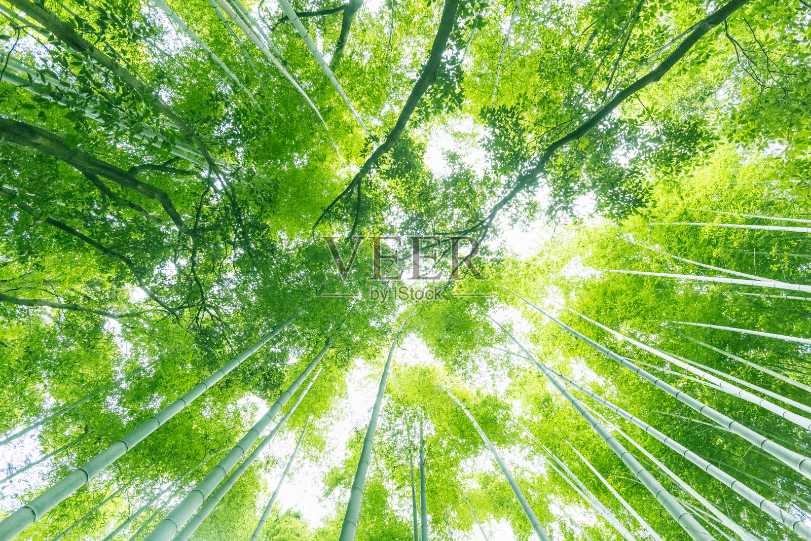 向上看，京都的竹林照片摄影图片