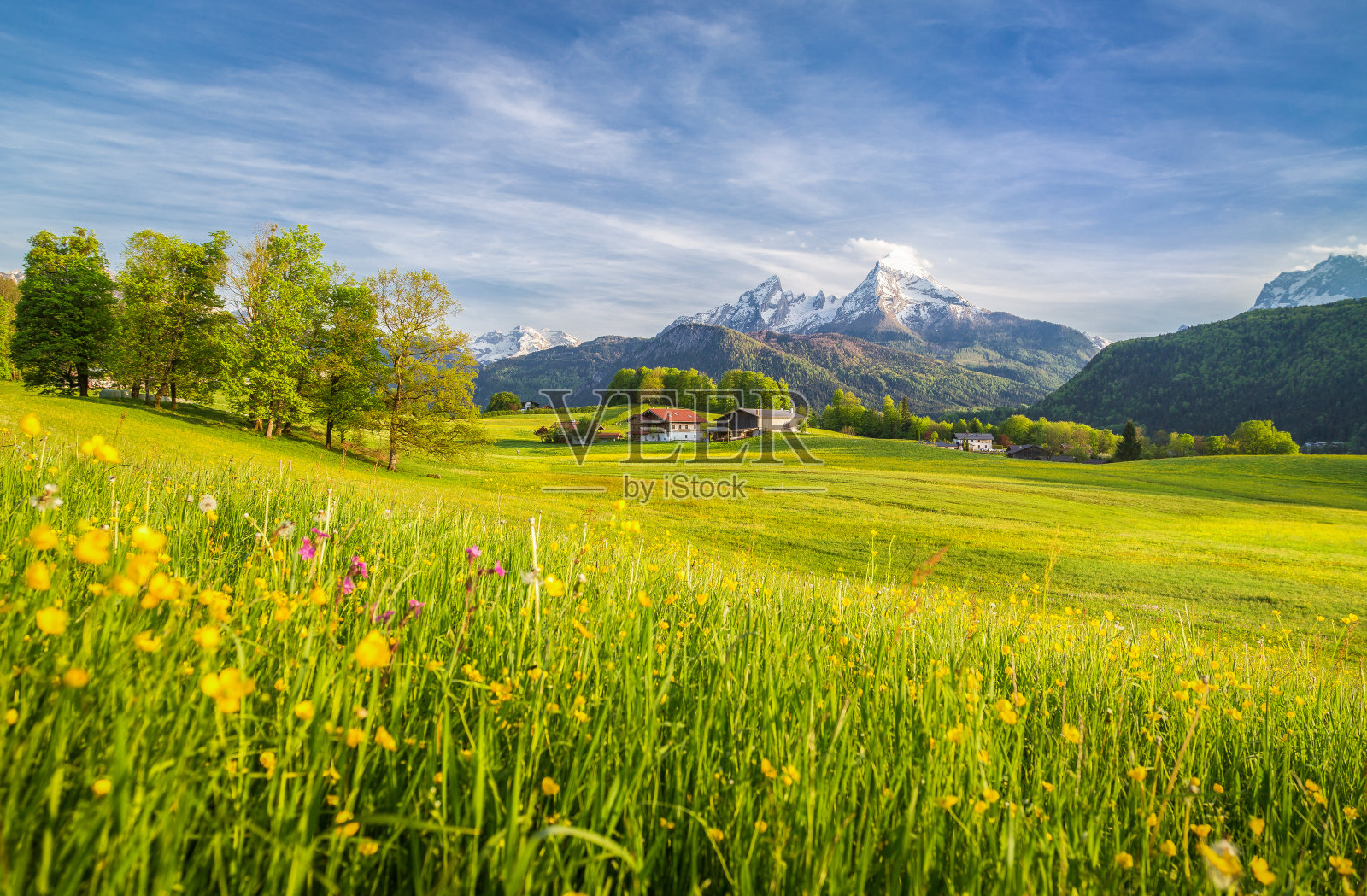 春天，阿尔卑斯山田园般的山景和盛开的草地照片摄影图片