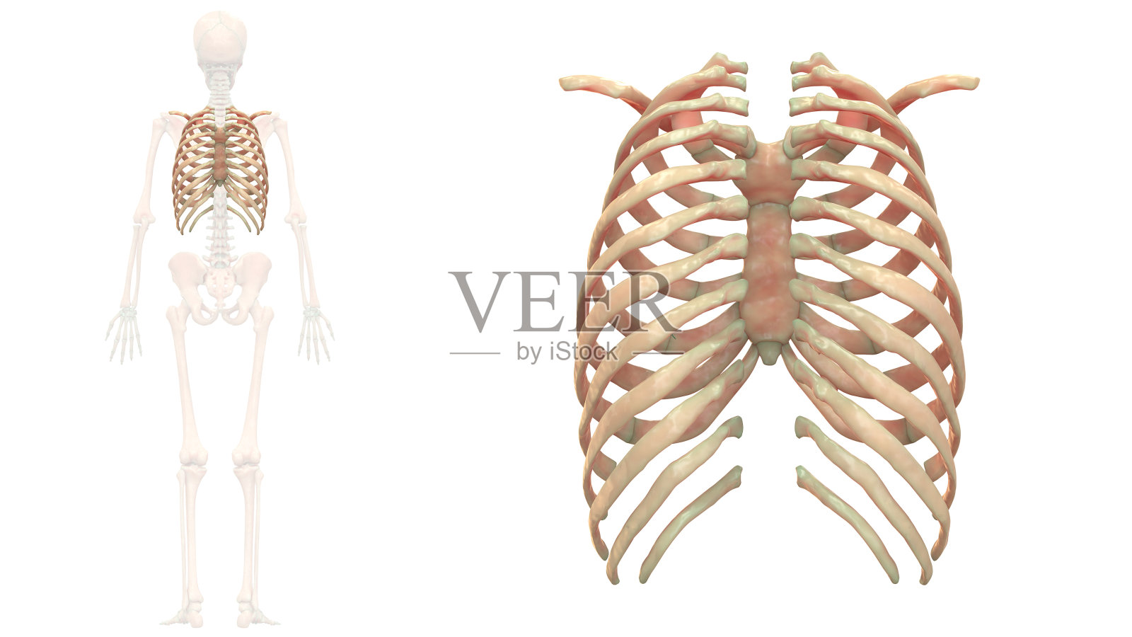 人体骨骼系统肋骨解剖学照片摄影图片
