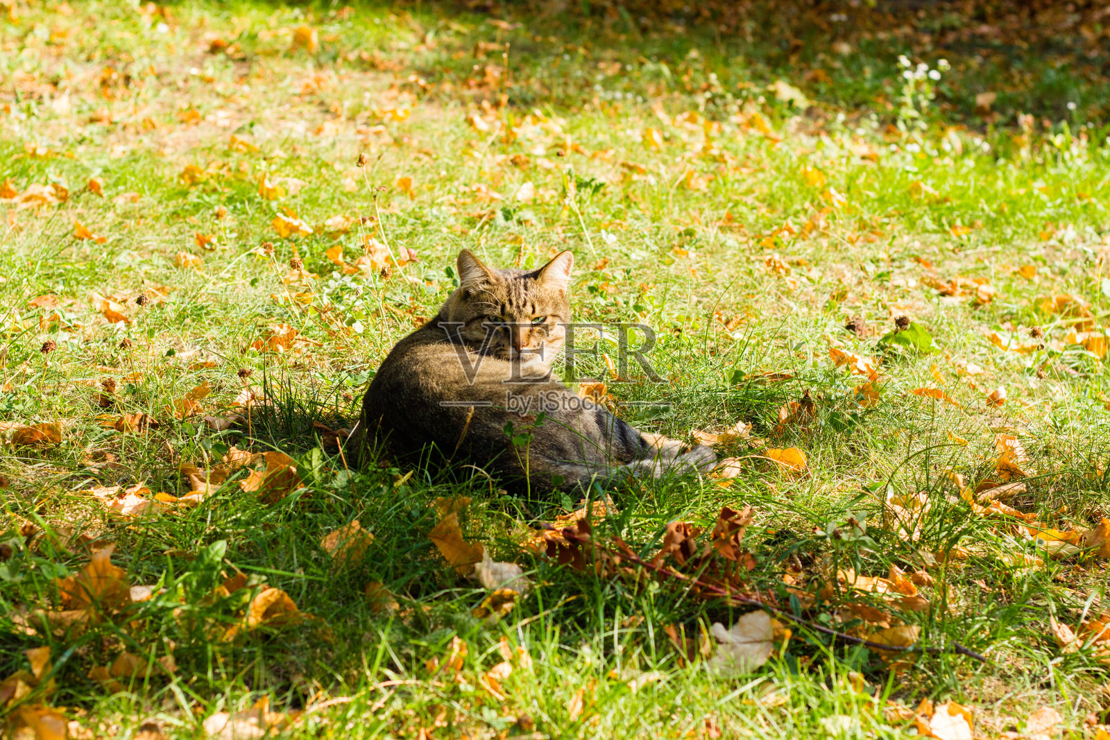 猫坐在绿色的草地上照片摄影图片