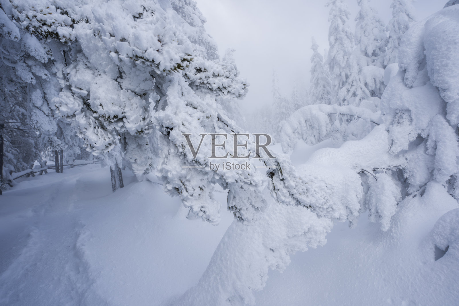 黄石公园宁静的冬季景色照片摄影图片