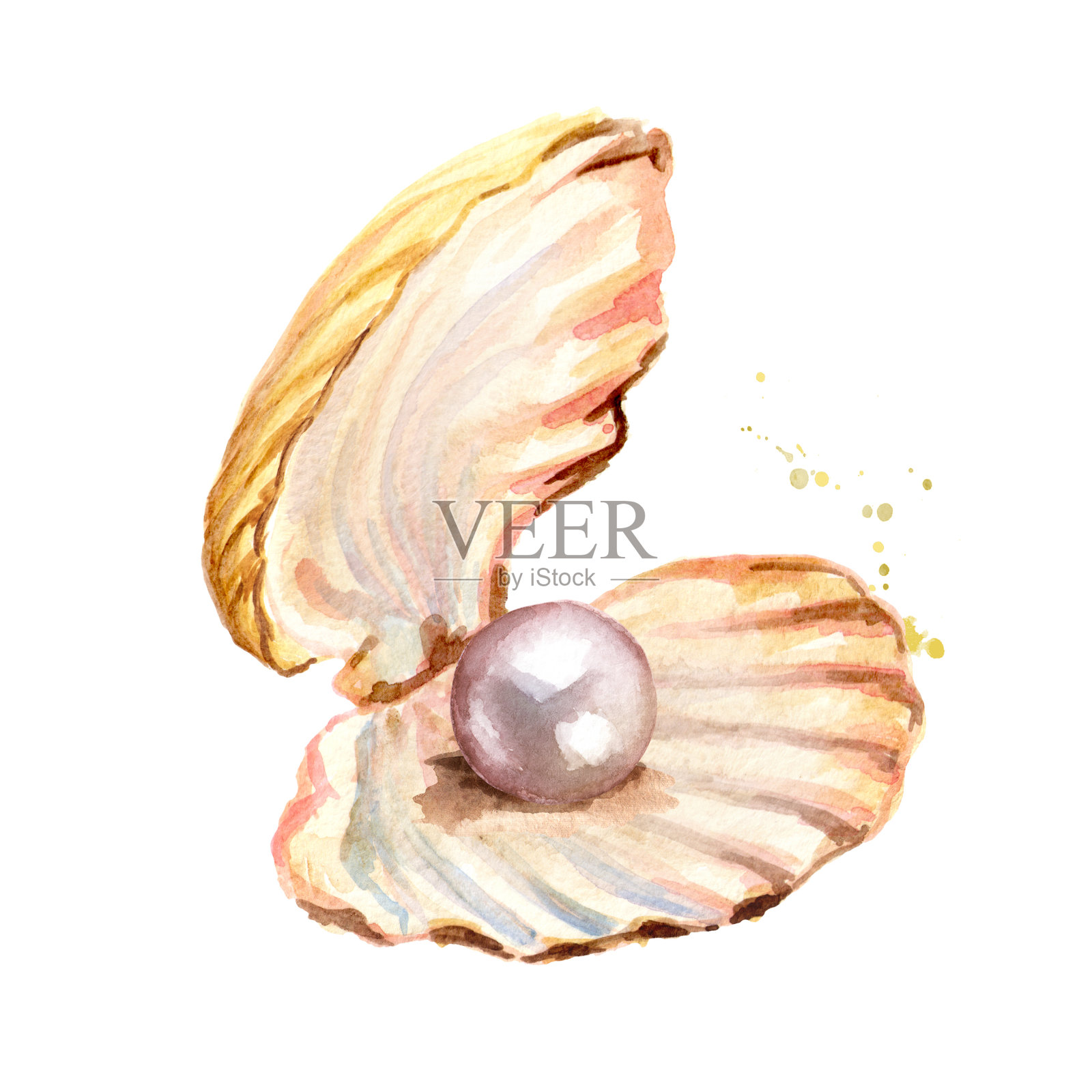 贝壳里的珍珠。手绘水彩插图孤立的白色背景插画图片素材