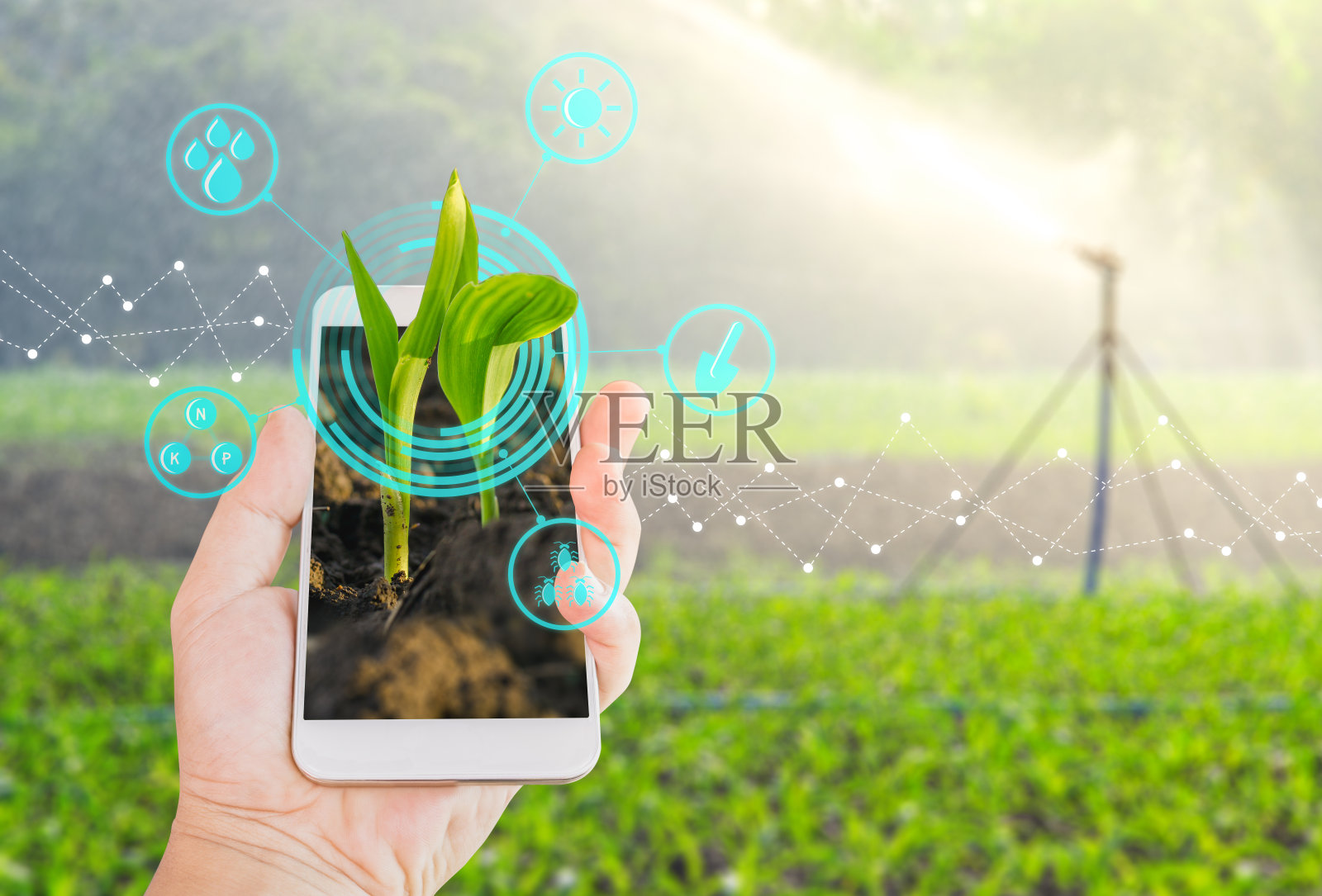 用现代农业数字技术概念，在手持的移动智能手机中种植年轻的玉米幼苗照片摄影图片