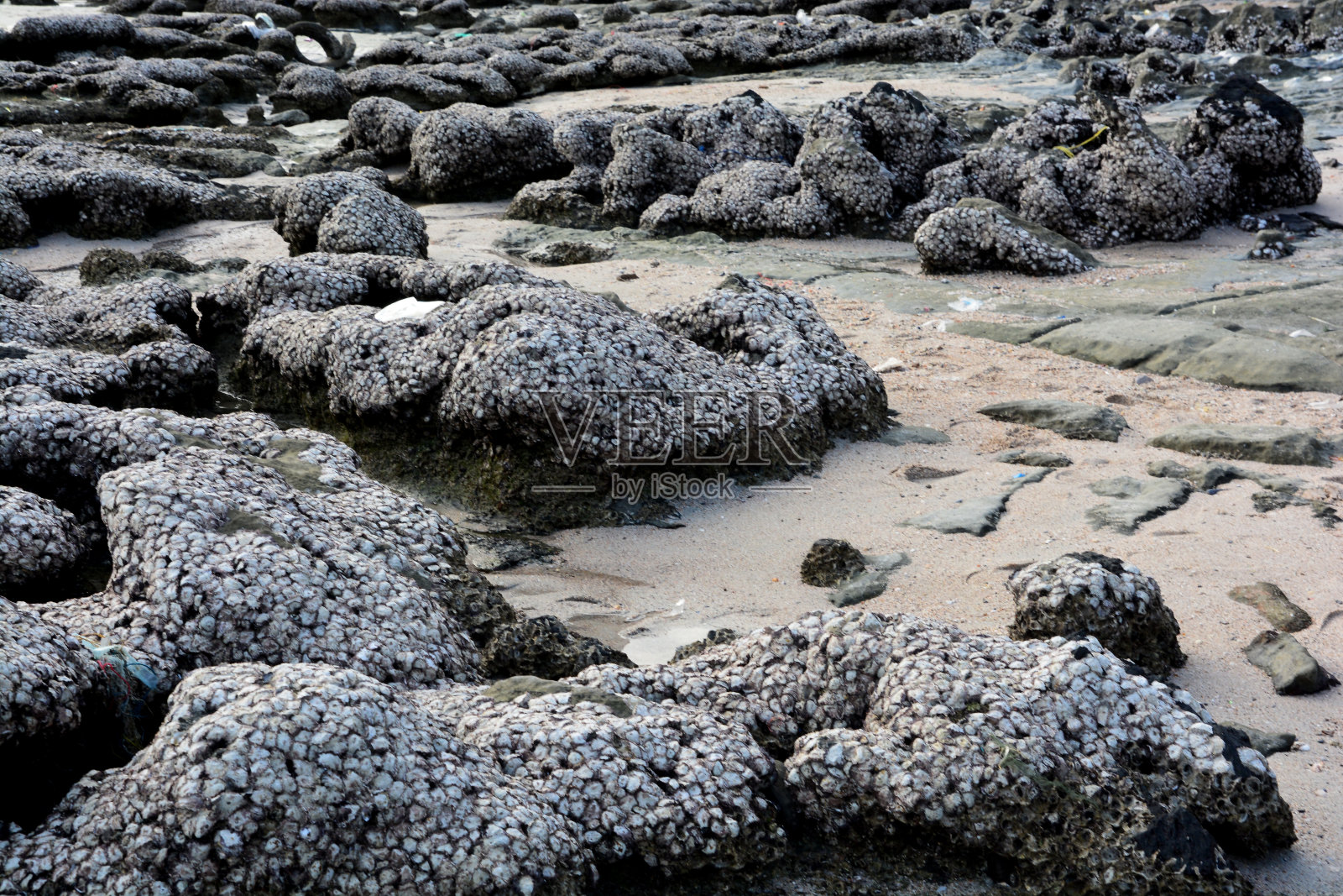 海滩自然旅游景观，热带海洋岩石海滩牡蛎壳照片摄影图片