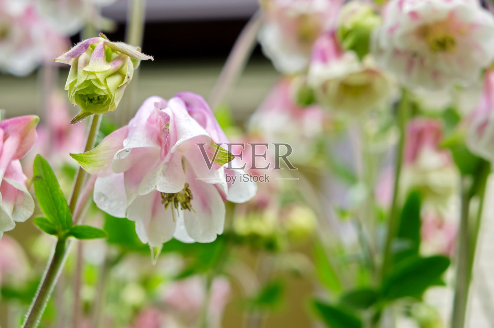 花白粉色杂交水仙花生长在花园里。照片摄影图片