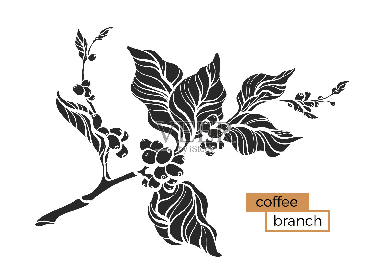咖啡枝叶和豆子。设计元素图片