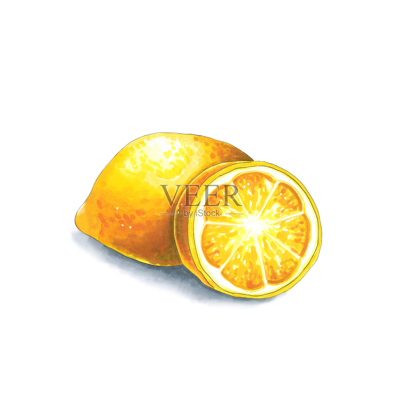 白色背景上的柠檬。在酒类市场画的素描插画图片素材