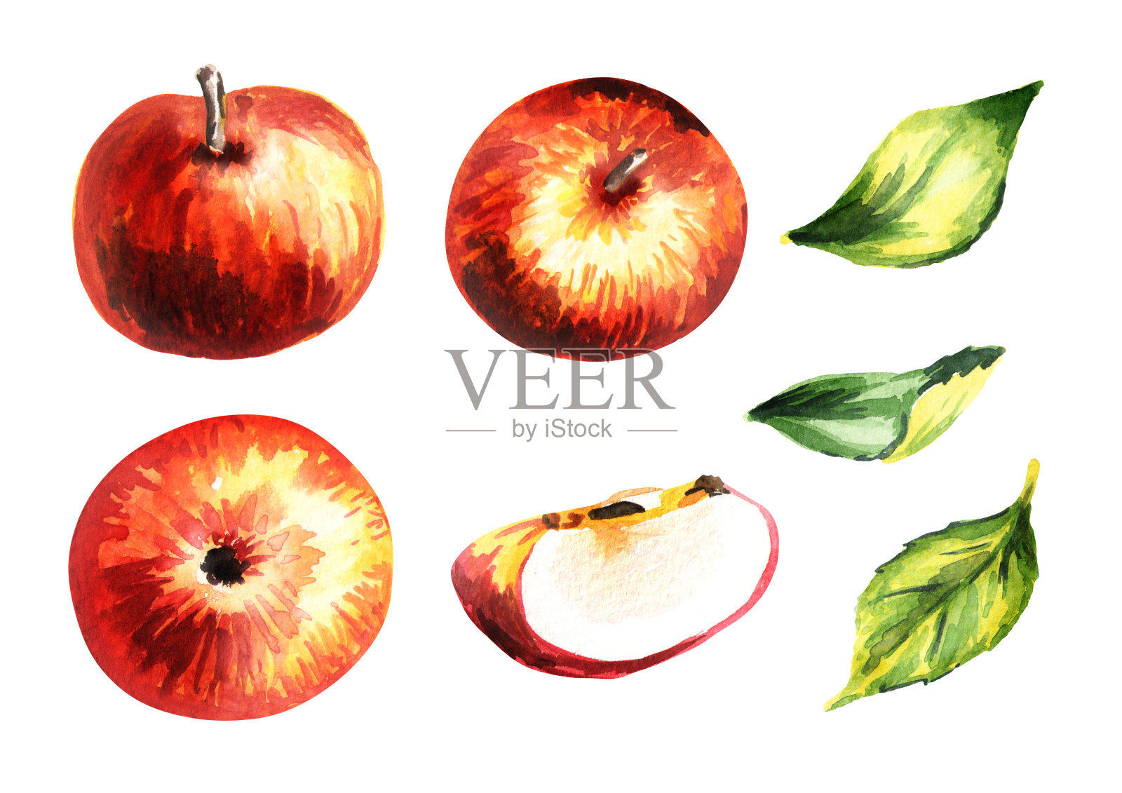 苹果组。手绘水彩插图插画图片素材