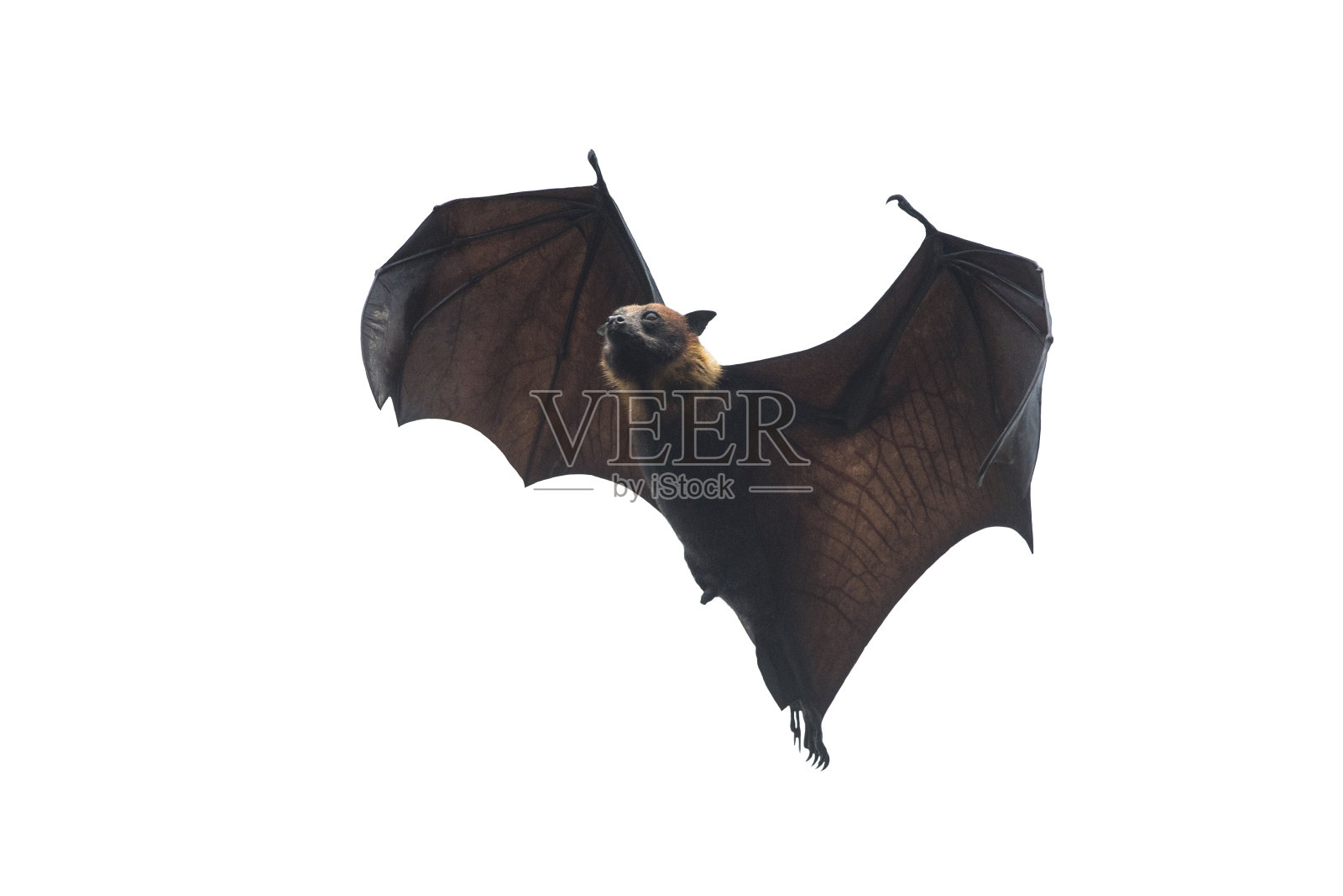蝙蝠飞行孤立在白色背景照片摄影图片
