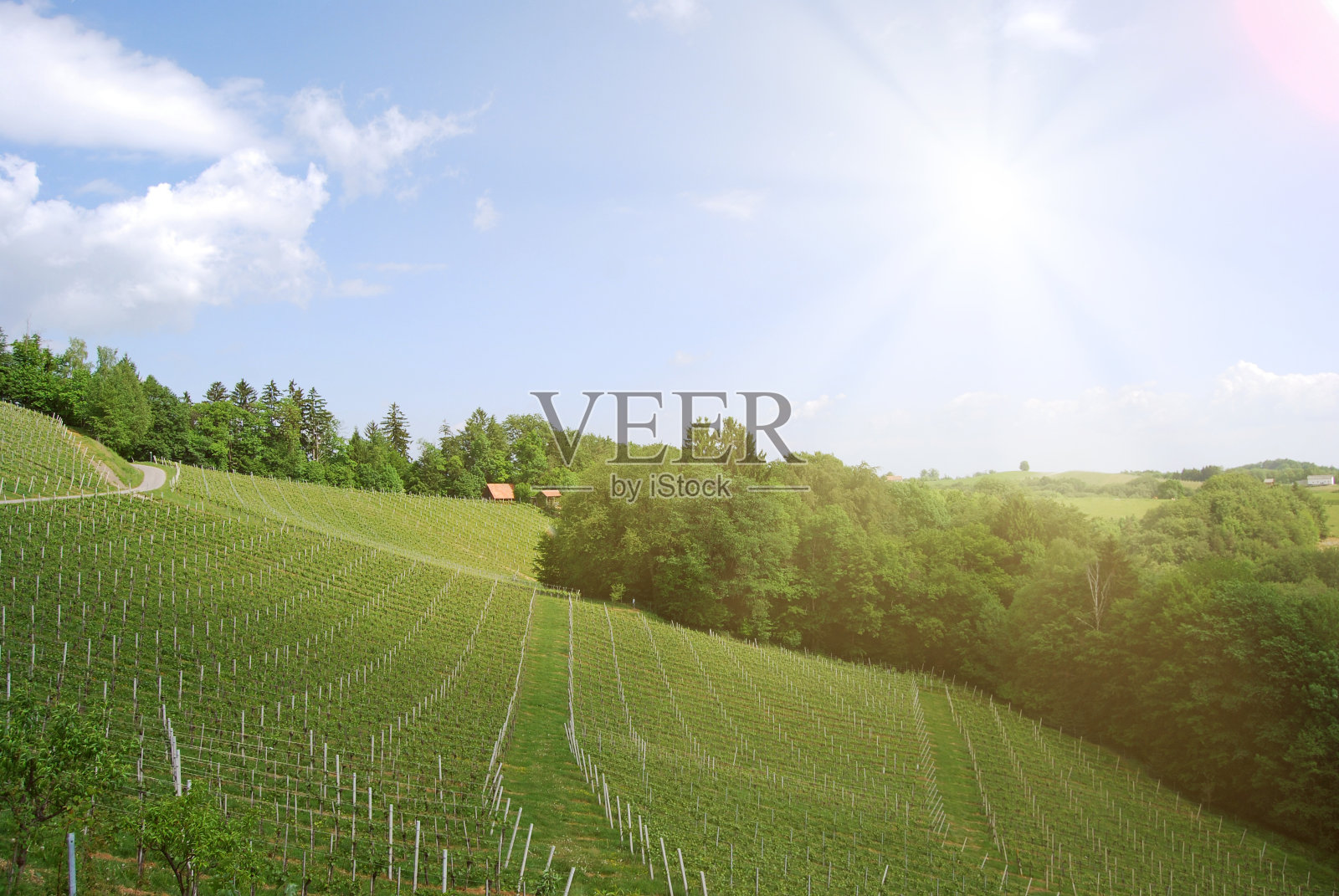 在夏季的奥地利，沿着南斯蒂里安葡萄酒路的葡萄园照片摄影图片