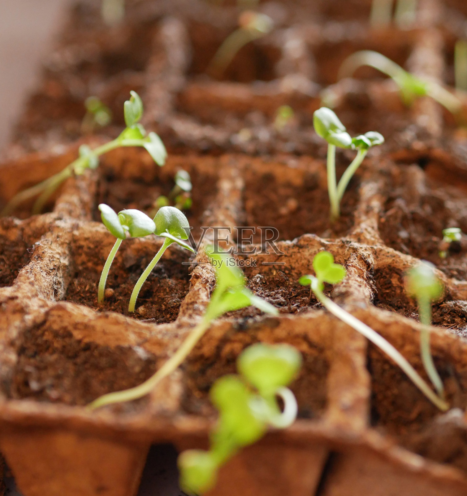 方形泥炭盆，里面有土壤和小白菜(小白菜，白菜)幼苗照片摄影图片
