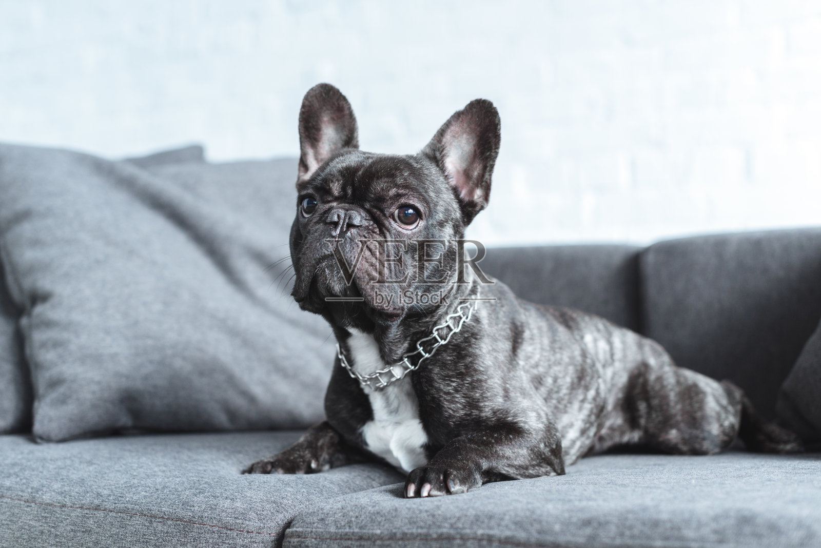 可爱的法国斗牛犬躺在灰色的沙发上照片摄影图片