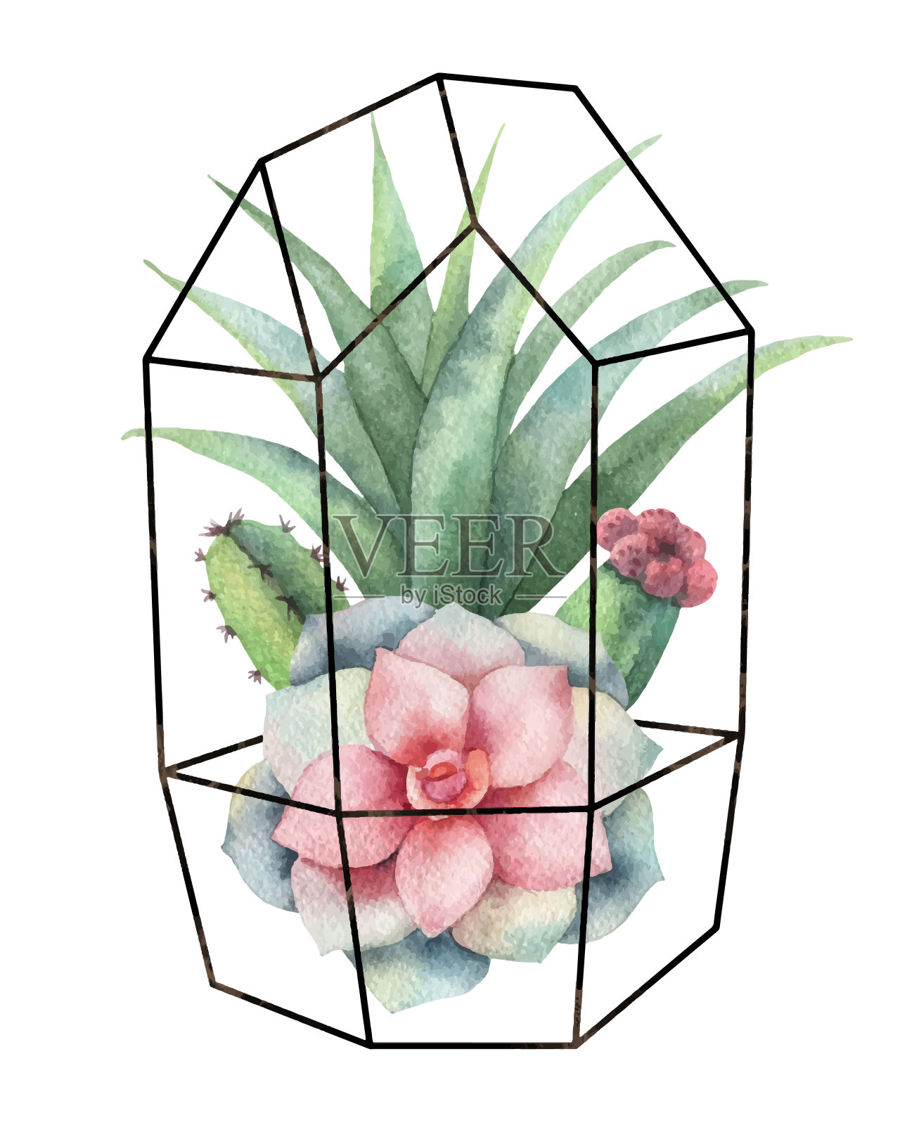 水彩载体组成的仙人掌和多肉植物盆栽几何florarium孤立在白色的背景。插画图片素材
