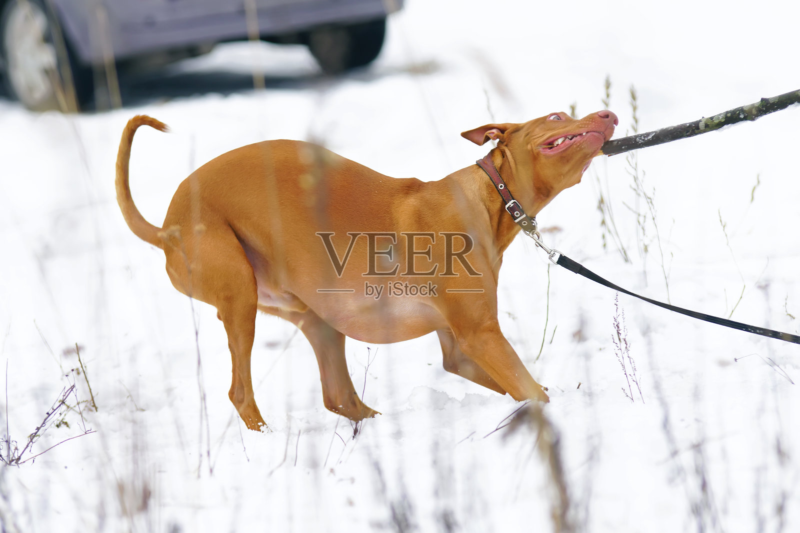 活跃的法老猎犬与一个项圈和皮带玩一根木棍在冬天照片摄影图片