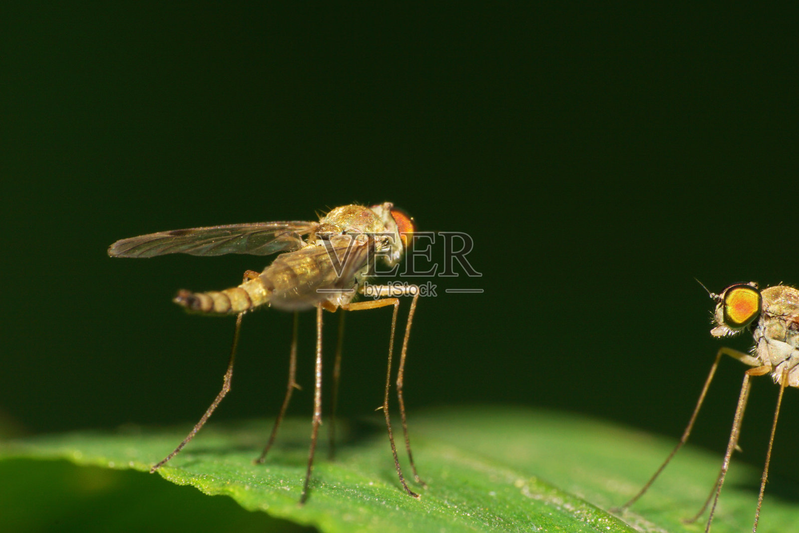 在高加索山麓的草地上，蚊子坐在一片绿叶上照片摄影图片