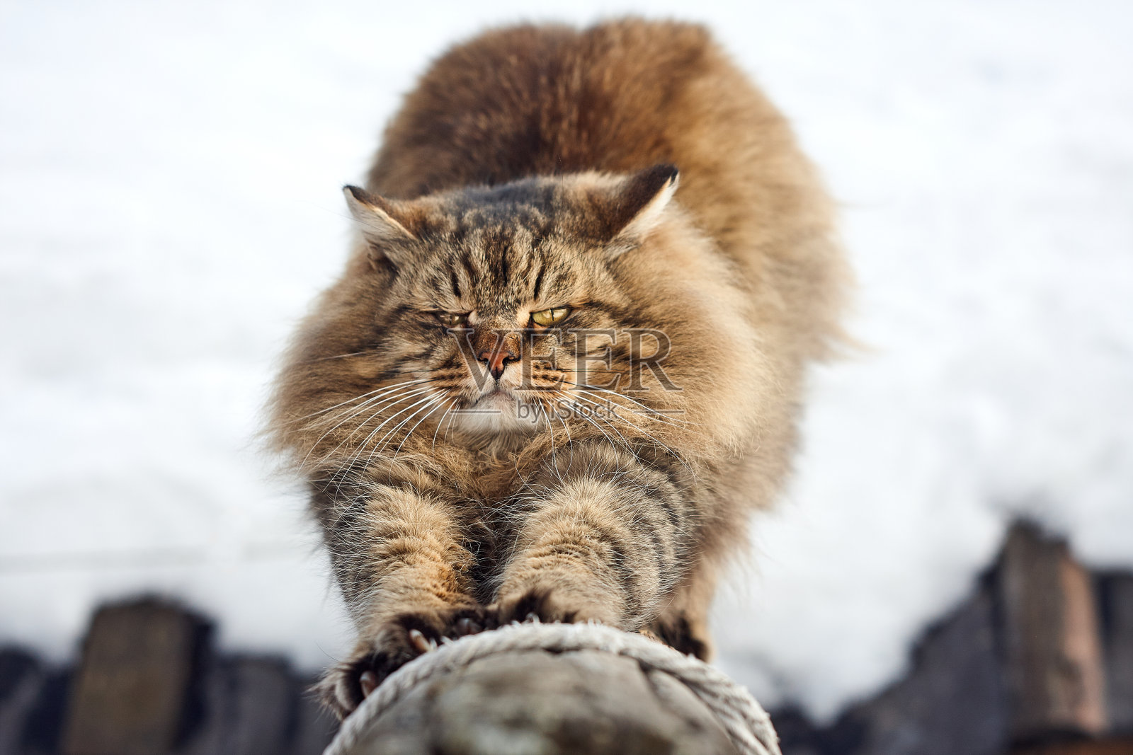 拉伸爪子锋利的西伯利亚猫在原木上照片摄影图片