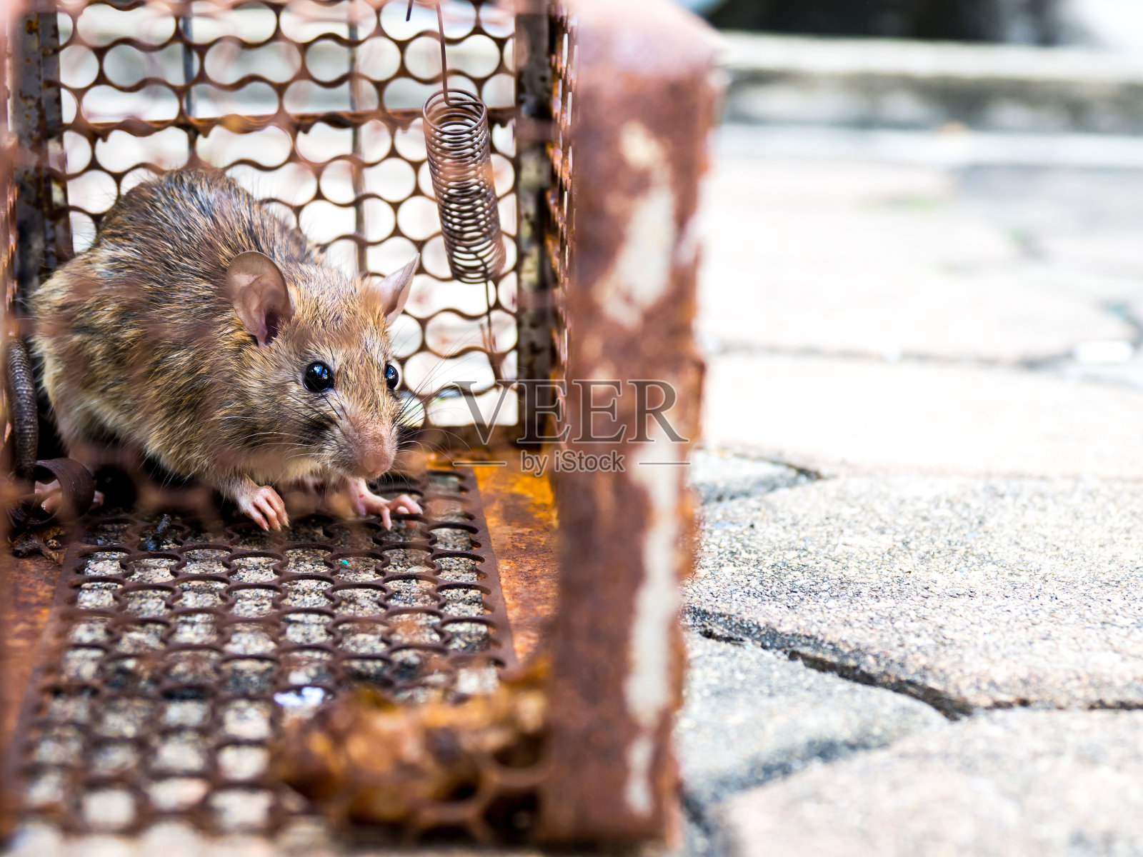 老鼠被关在笼子里捉。老鼠有传染给人类的疾病，如钩端螺旋体病，鼠疫。家庭和住处不应该有老鼠。宠物控制。预防动物传染病照片摄影图片