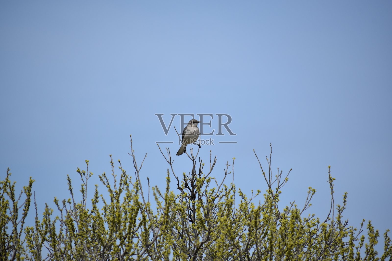 知更鸟栖息在德克萨斯州南部的一棵树上照片摄影图片