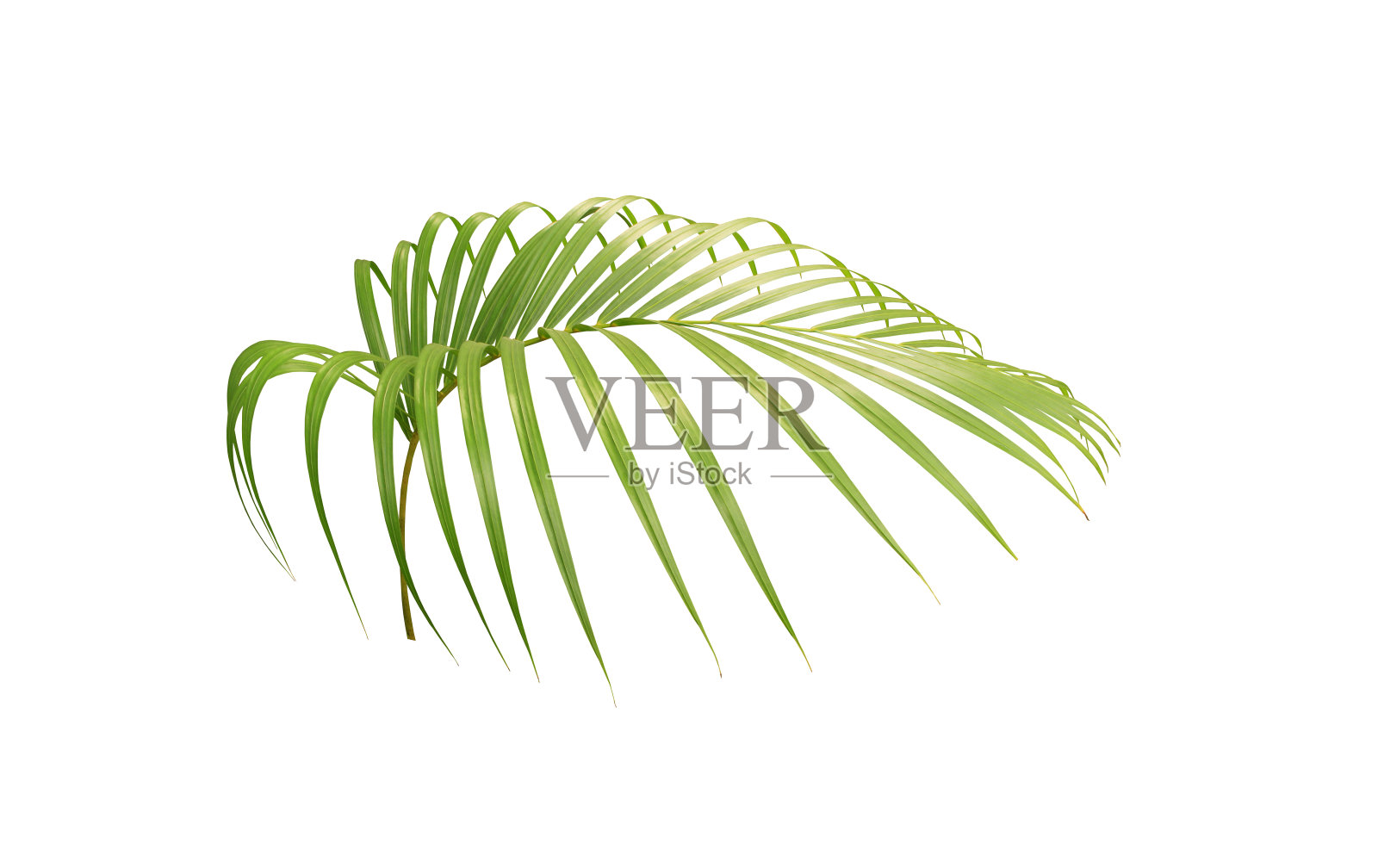 绿叶的棕榈树孤立在白色的背景照片摄影图片