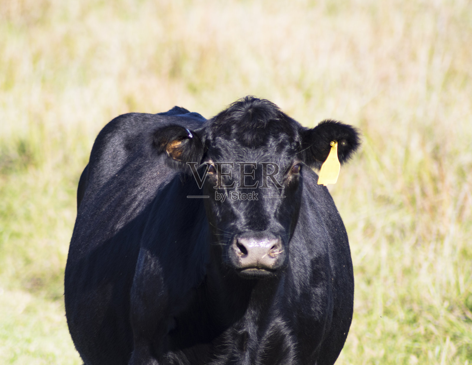 黑色安格斯牛的头凝视着前方，淡绿色的草模糊的背景照片摄影图片