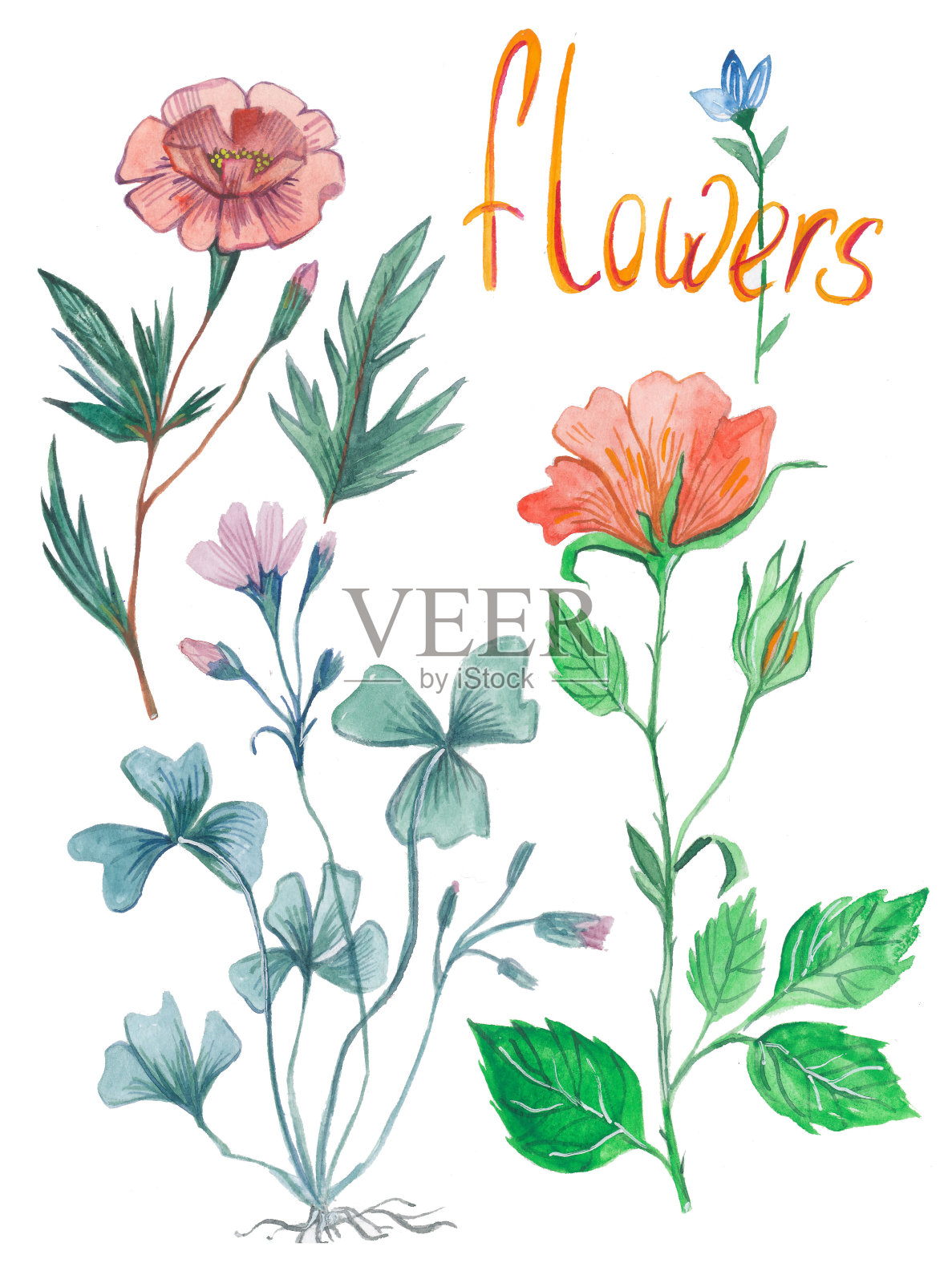 水彩花。植物组的花和植物插画图片素材