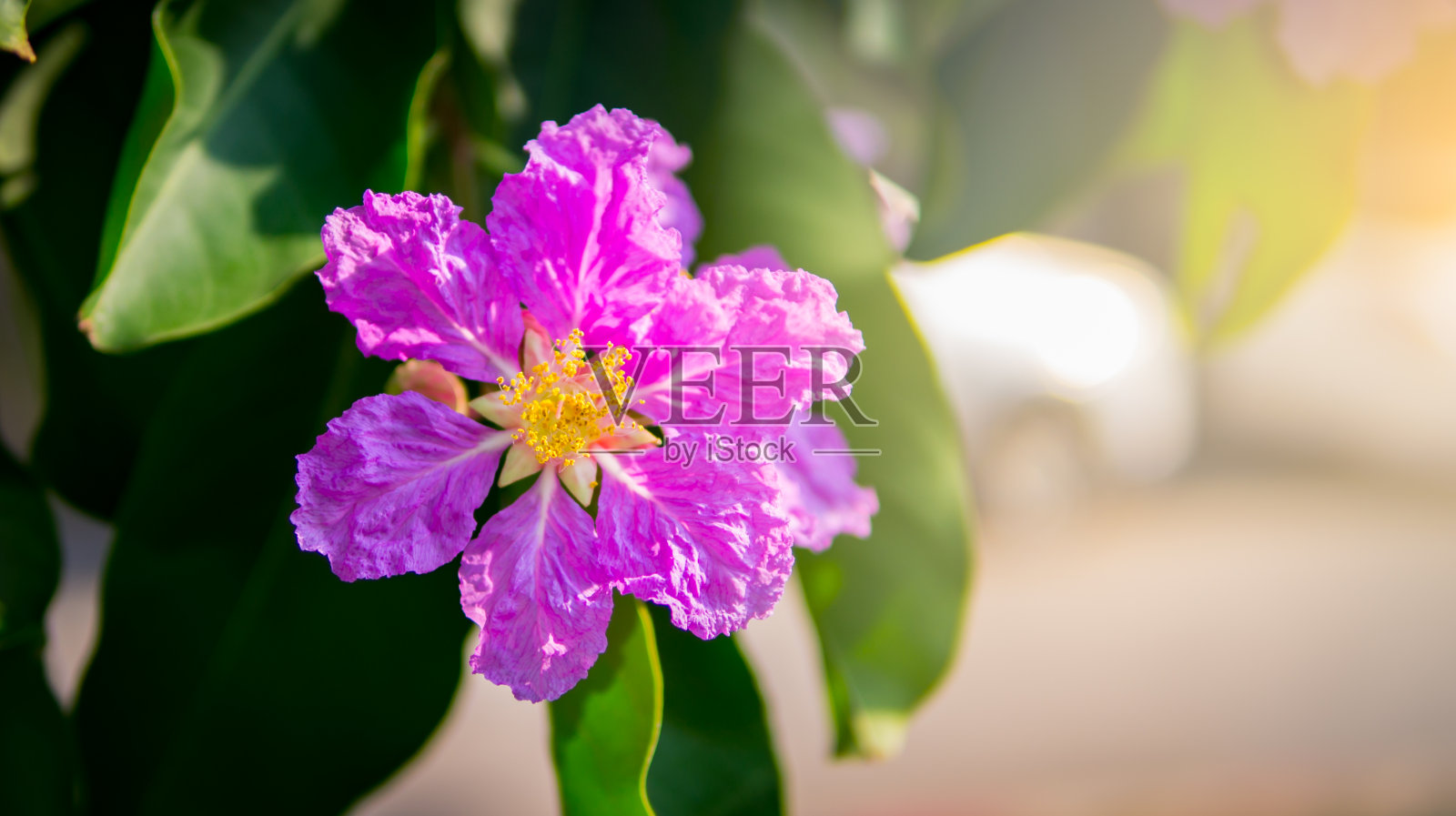 紫薇或泰国紫薇和基达邦格尔。它是百合科开花植物中的紫色和白色花种。照片摄影图片