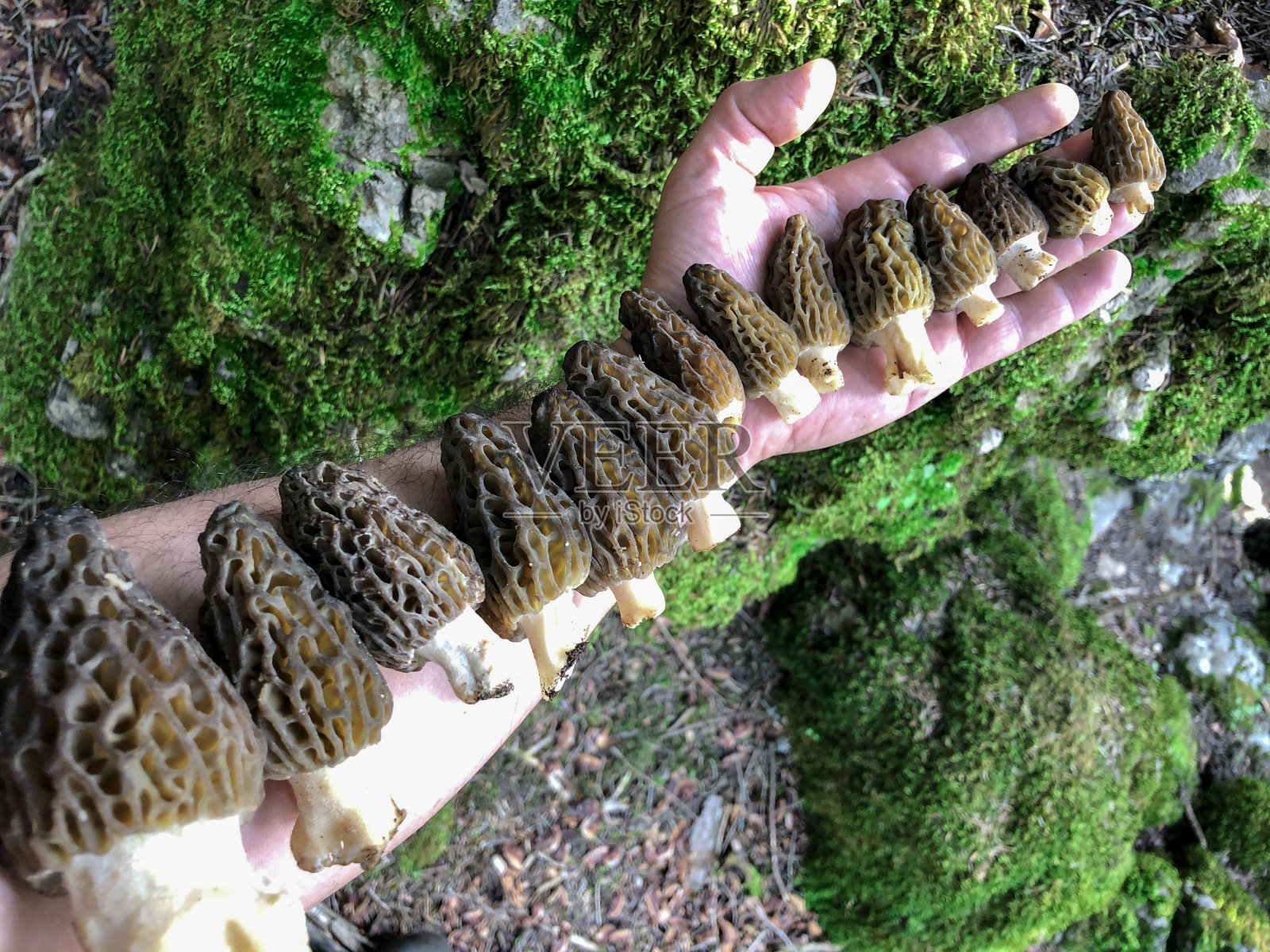 羊肚菌菇天然优质照片摄影图片