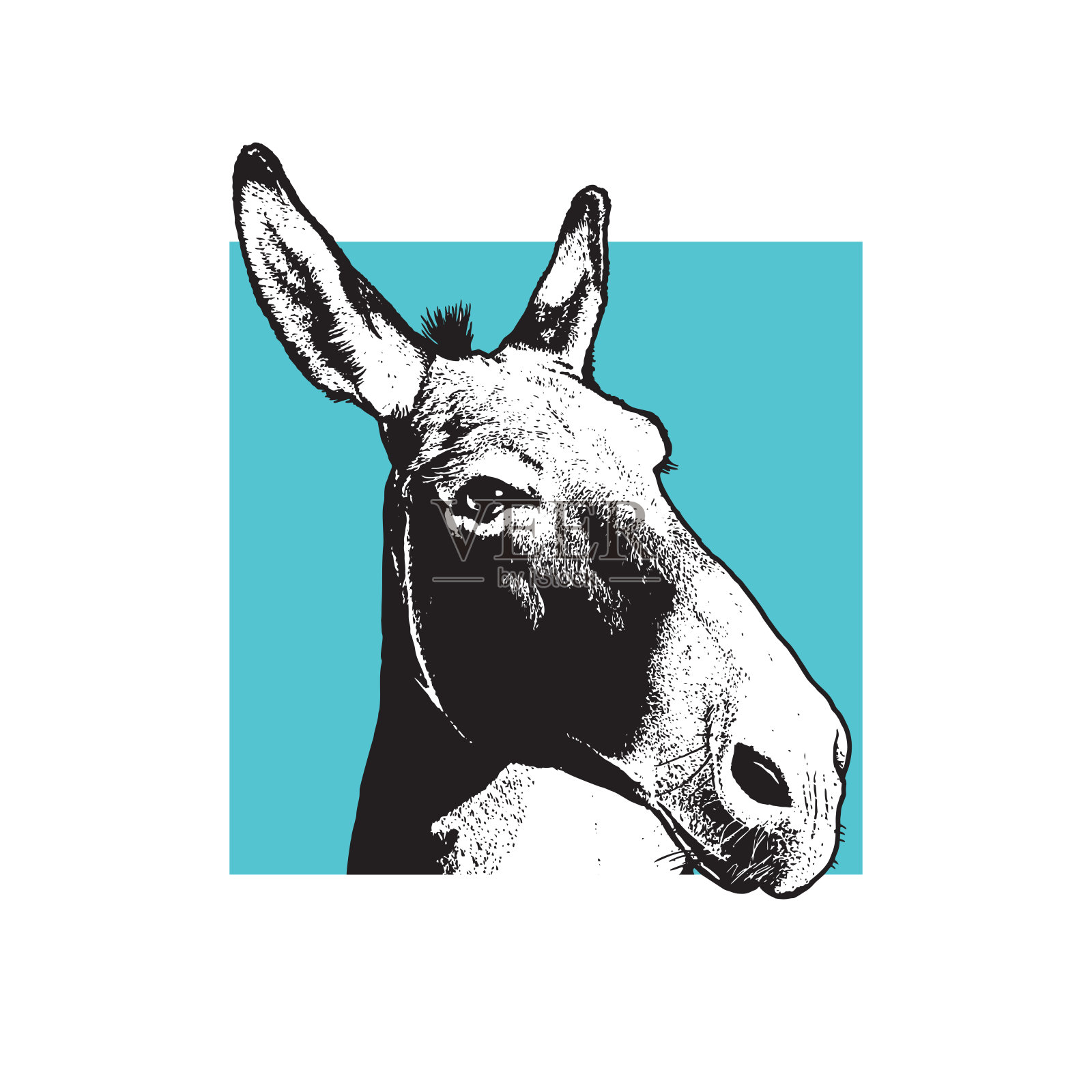 驴子-黑白肖像。插画图片素材
