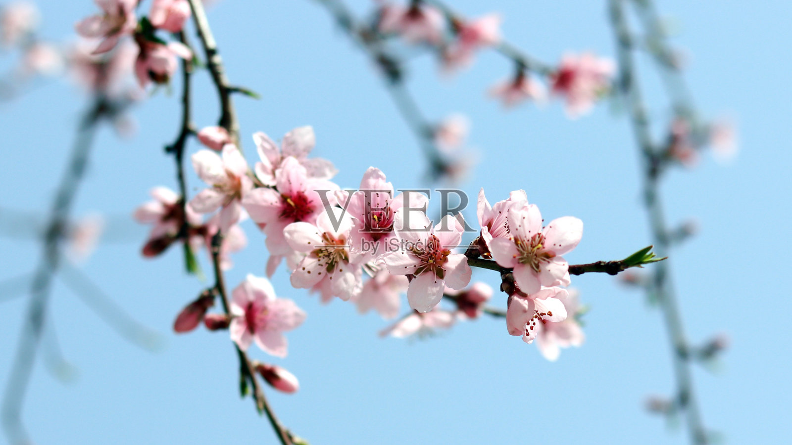 蓝天背景上的桃花。照片摄影图片