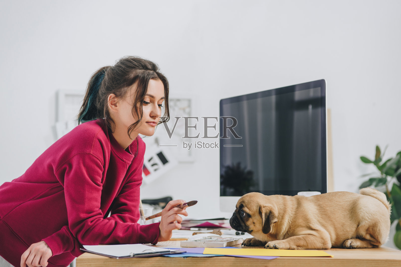 迷人的年轻女孩玩哈巴狗，而工作在家庭办公室的插图照片摄影图片