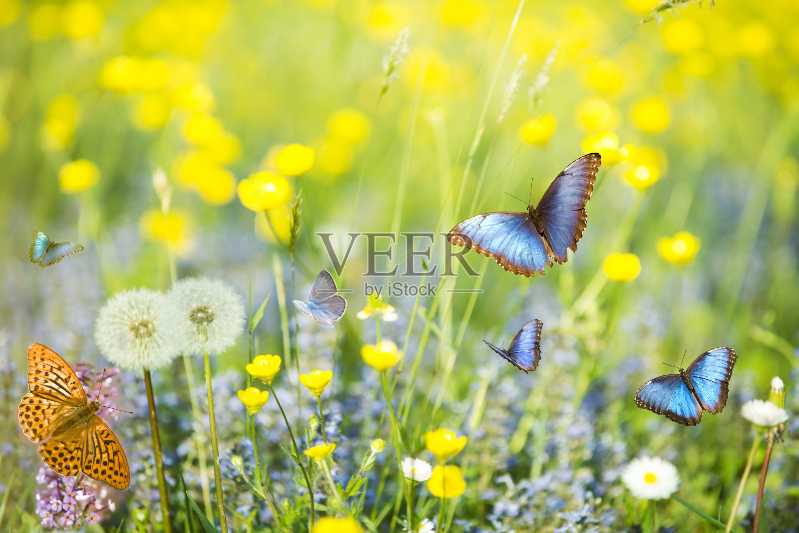 前景中的蓝色蝴蝶在阳光明媚的草地上飞翔照片摄影图片