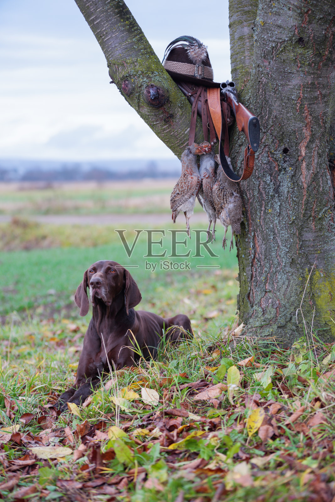 一只年幼的纯种狗躺在树旁的草坪上。树枝上挂着一件武器，帽子上插着一根羽毛，花边上挂着一只小羚羊。一个狩猎的场景。照片摄影图片