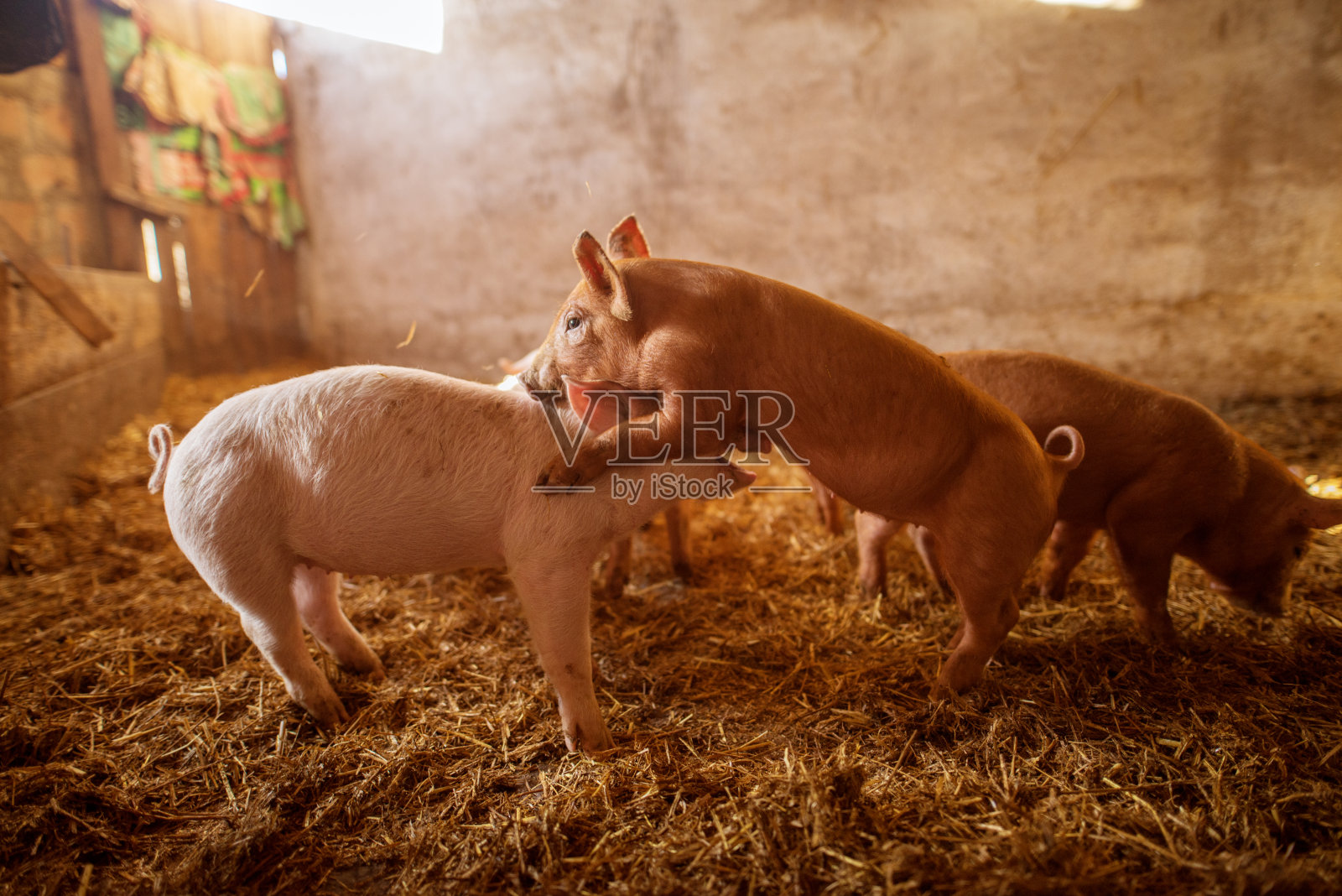 农场里的一只小猪。猪圈里的猪。农村农场里的猪群。照片摄影图片